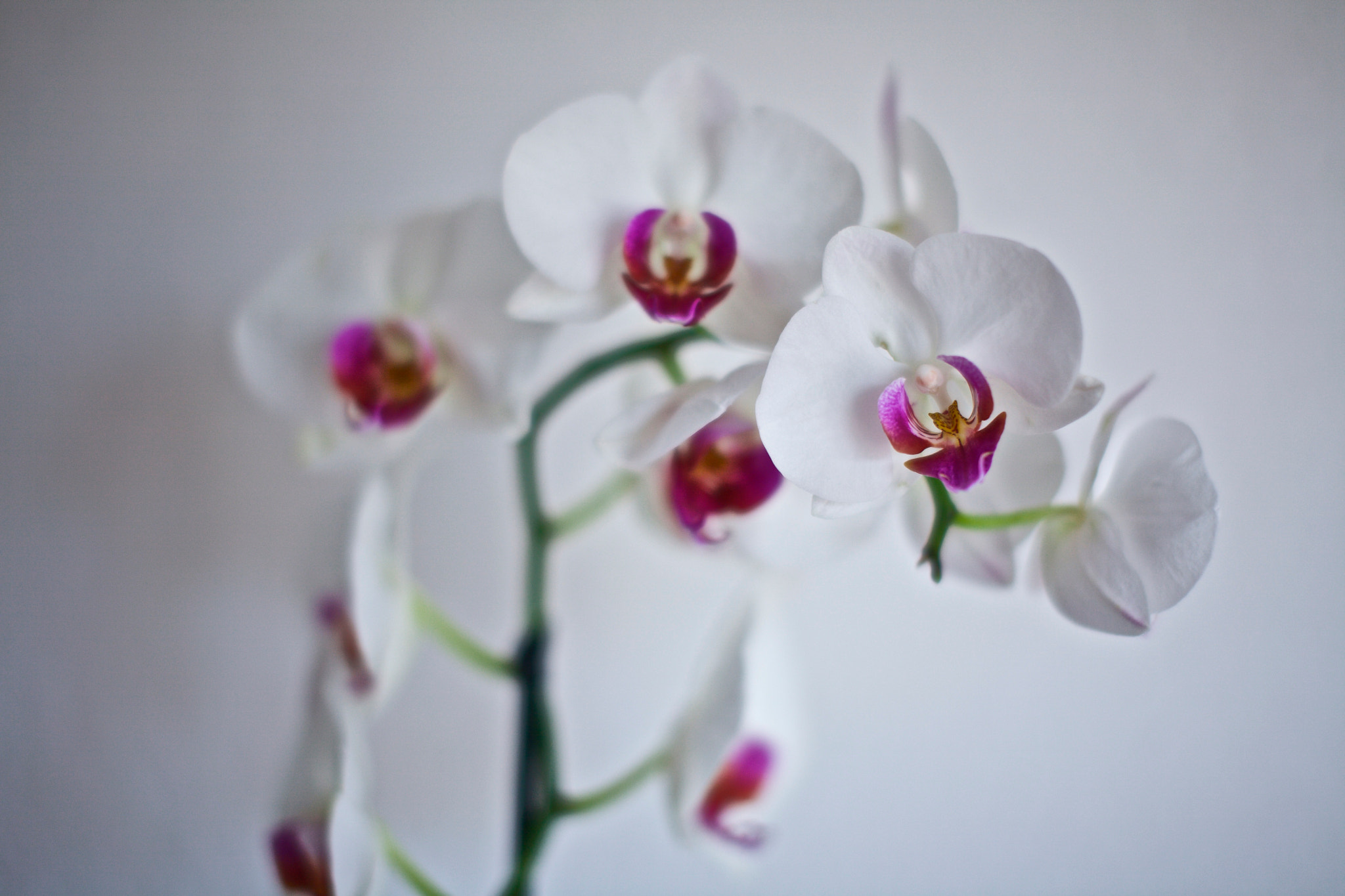 Canon EOS 5D + Sigma 50mm F1.4 EX DG HSM sample photo. Magic orchid photography