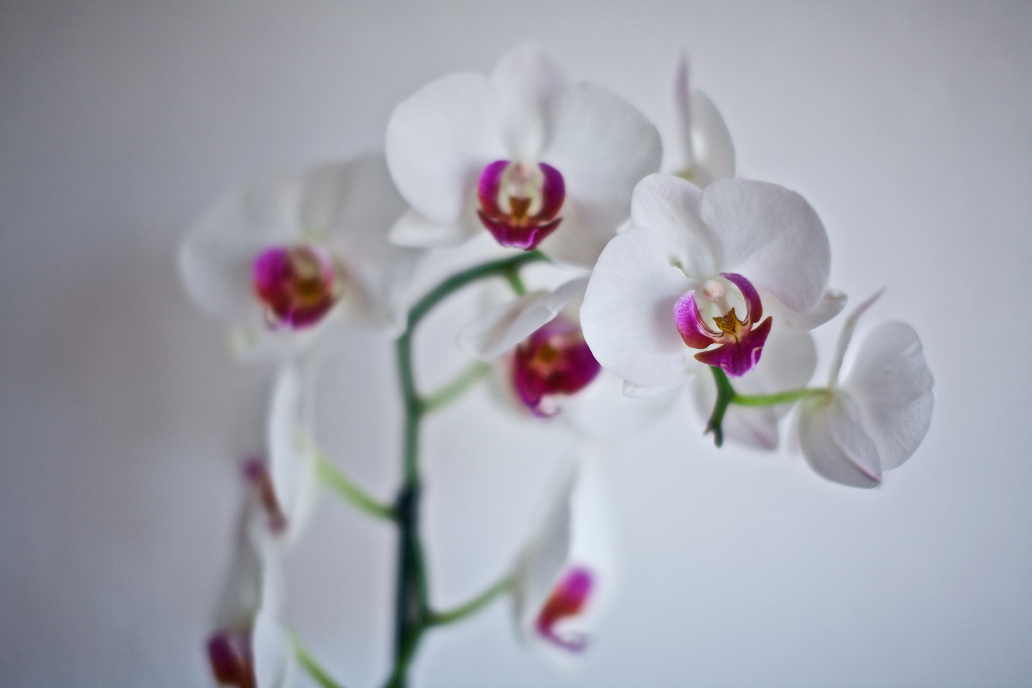 Sigma 50mm F1.4 EX DG HSM sample photo. Magic orchid photography