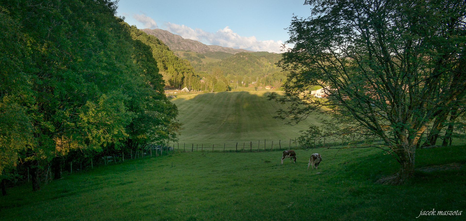 Samsung NX300M + Samsung NX 16mm F2.4 Pancake sample photo. Two cows photography