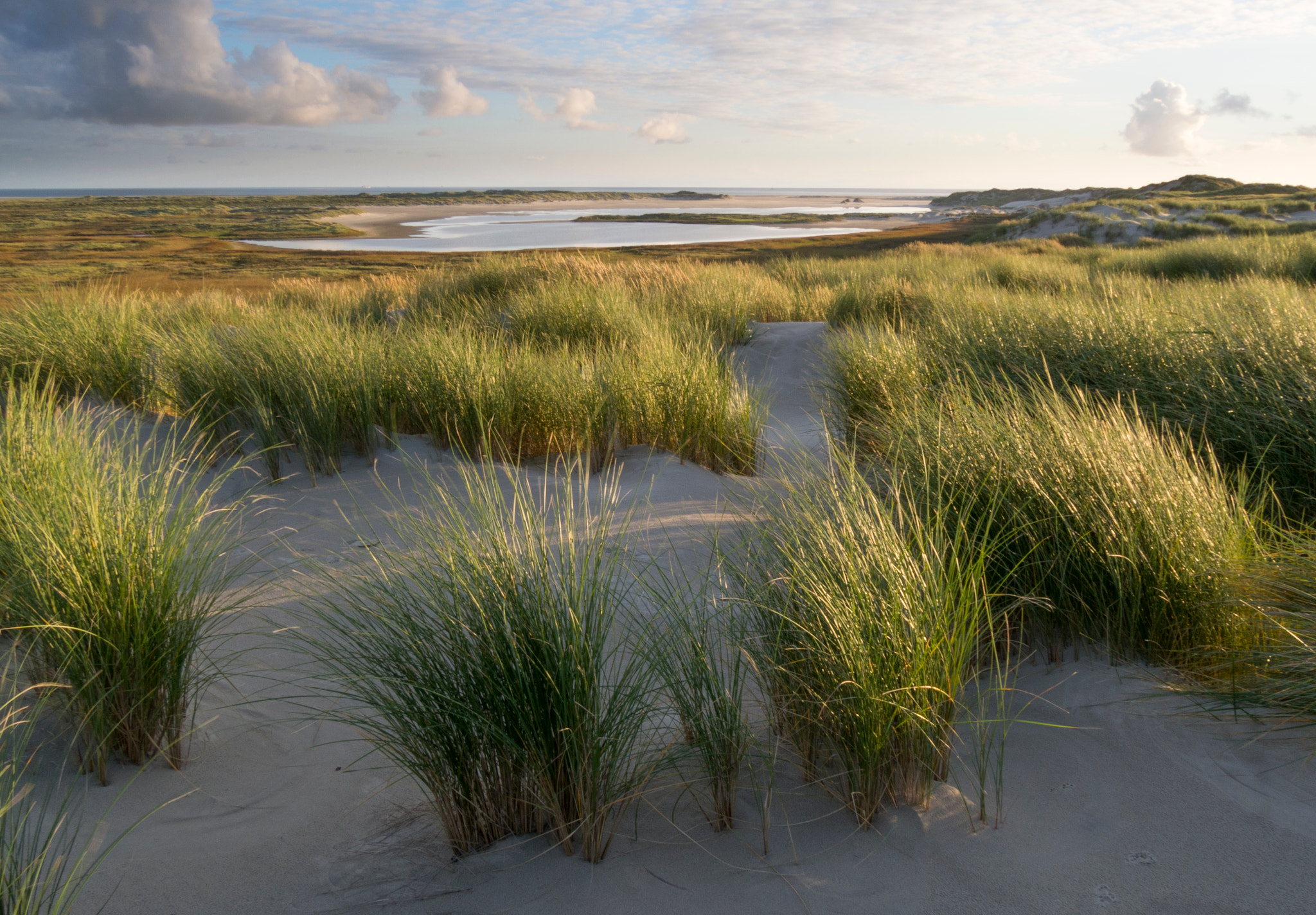 Olympus PEN E-PL5 sample photo. Dutch dunes photography