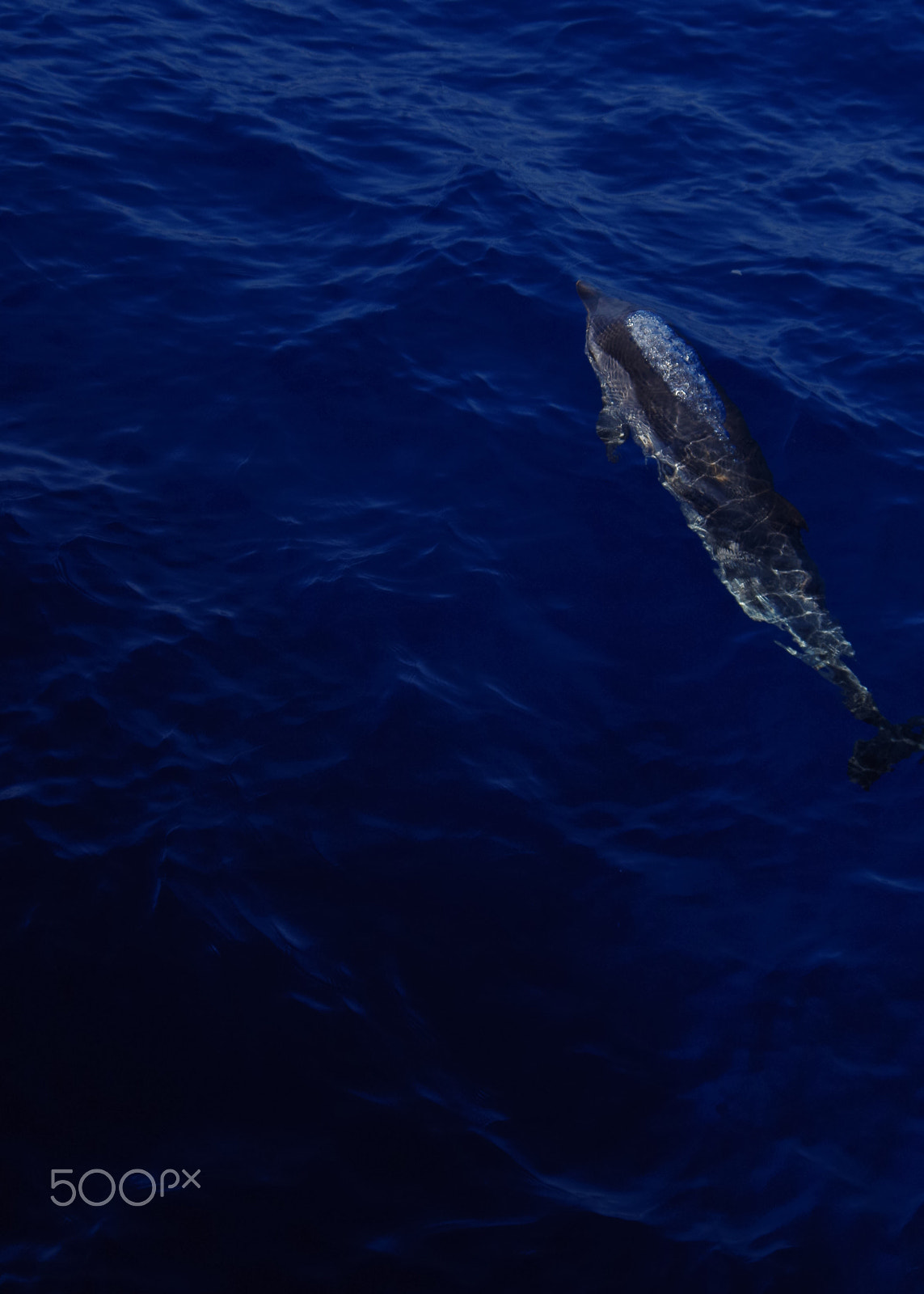 smc PENTAX-DA L 50-200mm F4-5.6 ED sample photo. Dolphins - stenella striata photography
