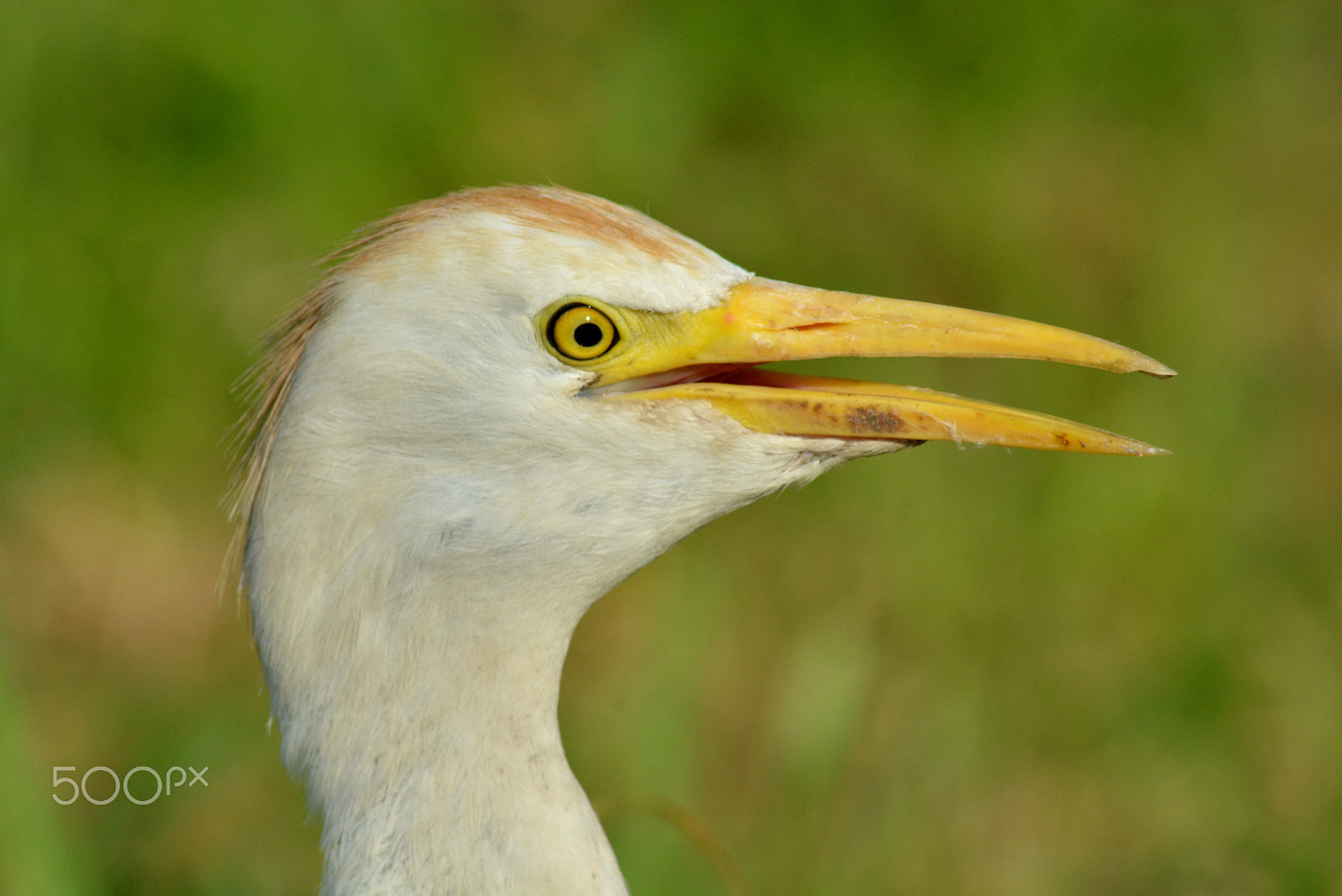 Nikon AF Nikkor 70-300mm F4-5.6G sample photo. Egret photography
