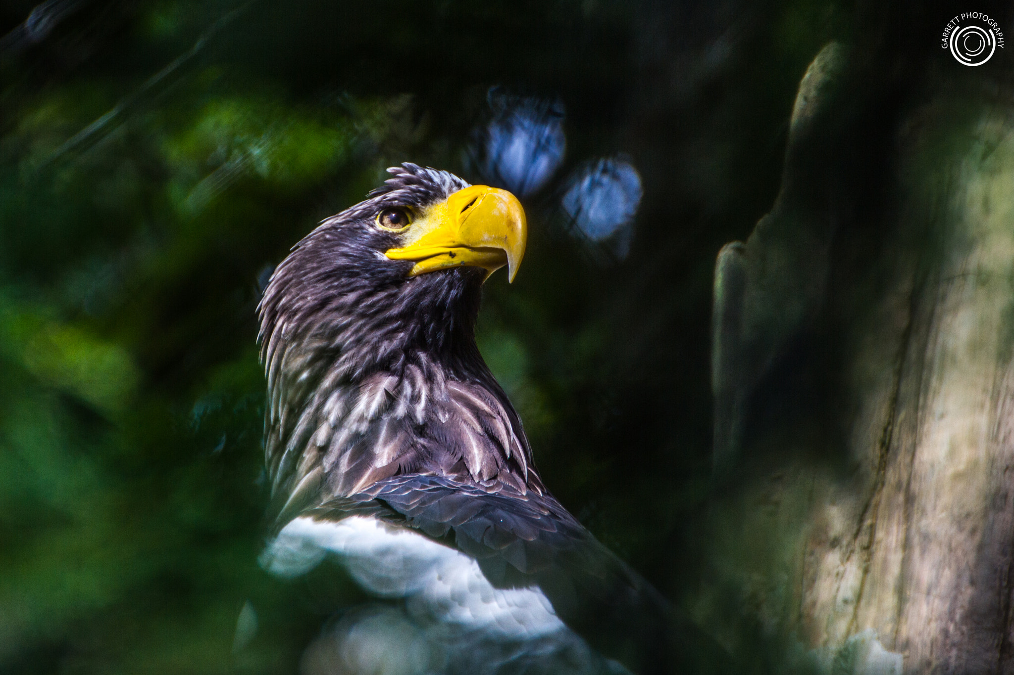 Tamron SP 35mm F1.8 Di VC USD sample photo. Raptor 1 photography