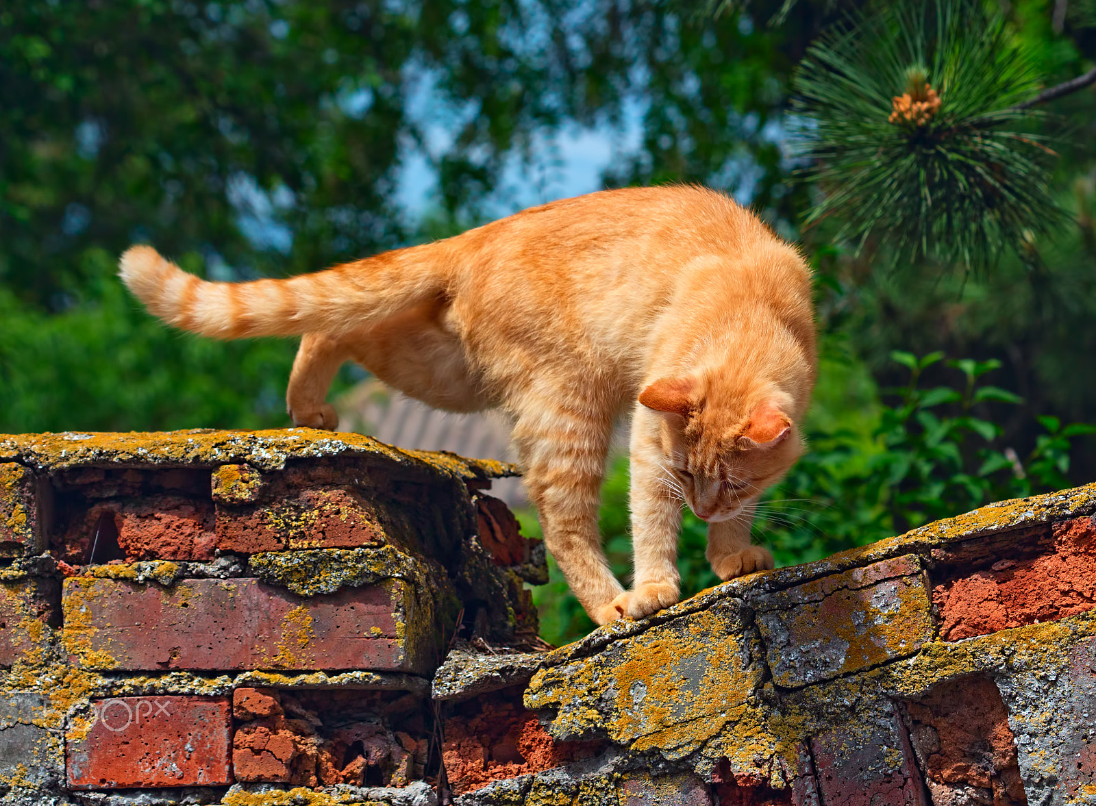 Canon EOS 650D (EOS Rebel T4i / EOS Kiss X6i) + Canon EF 100mm F2.8 Macro USM sample photo. Red cat is going to jump off the brick fence photography