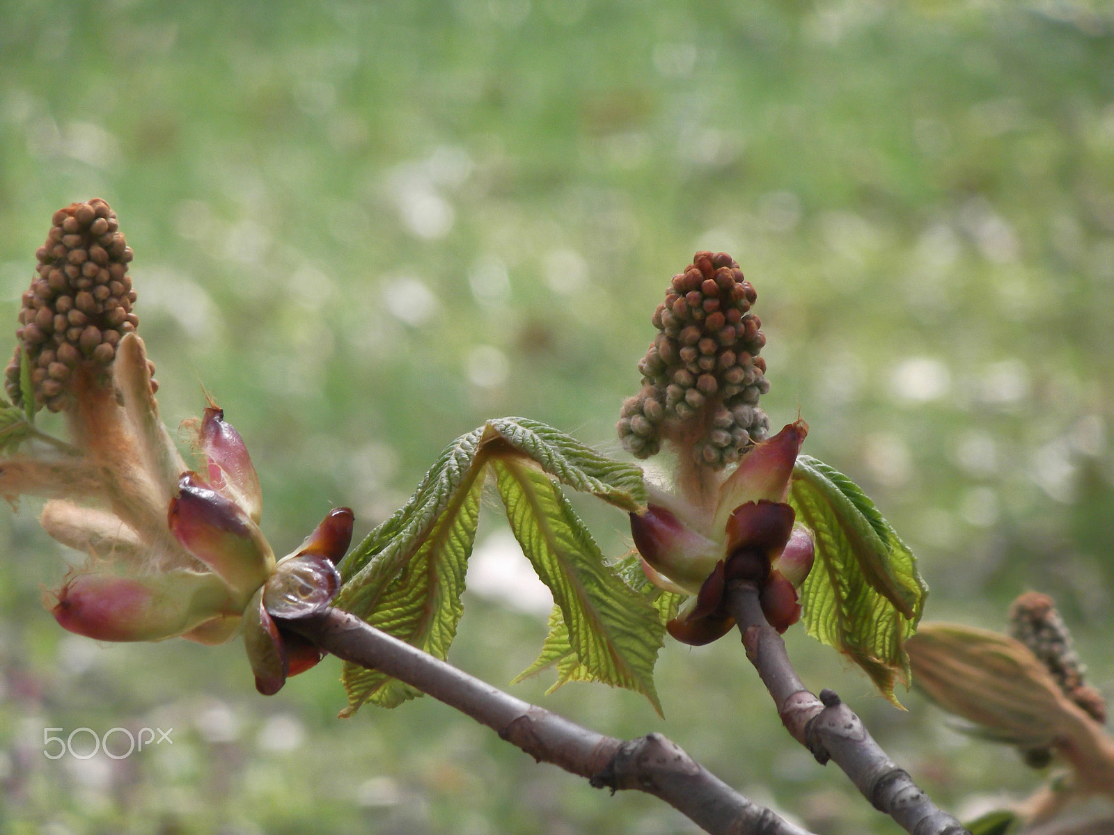 Fujifilm FinePix T310 sample photo. Spring photography