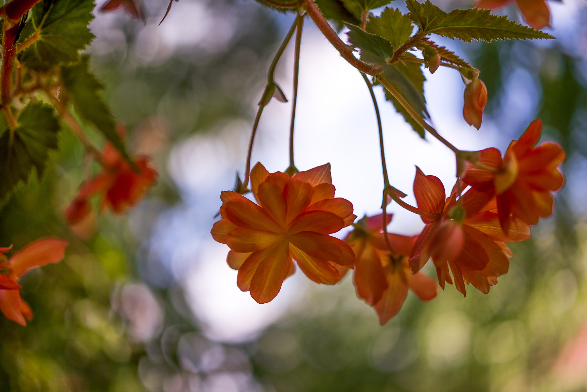 ZEISS Milvus 50mm F1.4 sample photo. Begonia ii photography