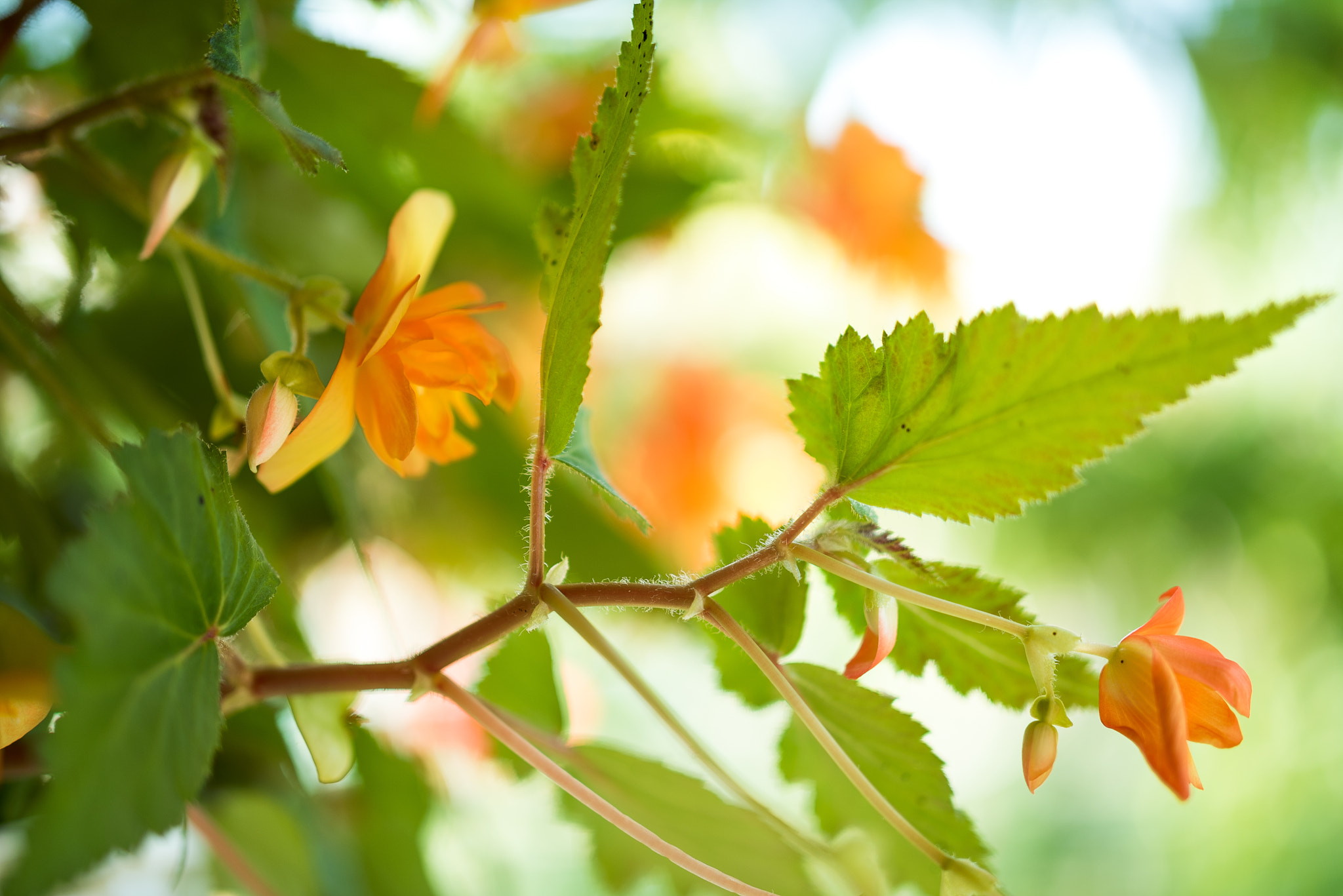 Nikon D810 + ZEISS Milvus 50mm F1.4 sample photo. Begonia leaves photography