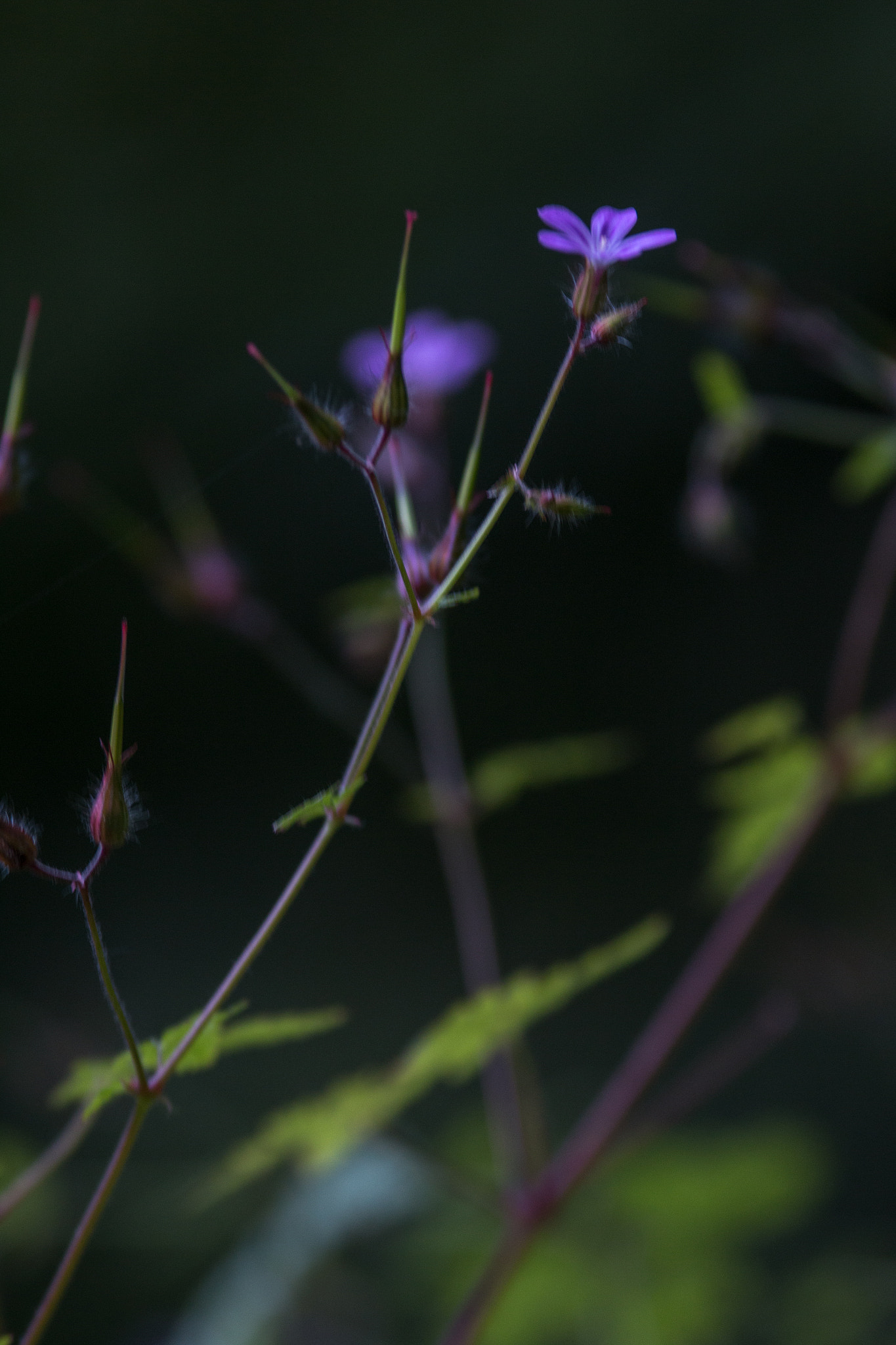 Canon EF 200mm F2.8L II USM sample photo. Purple haze photography