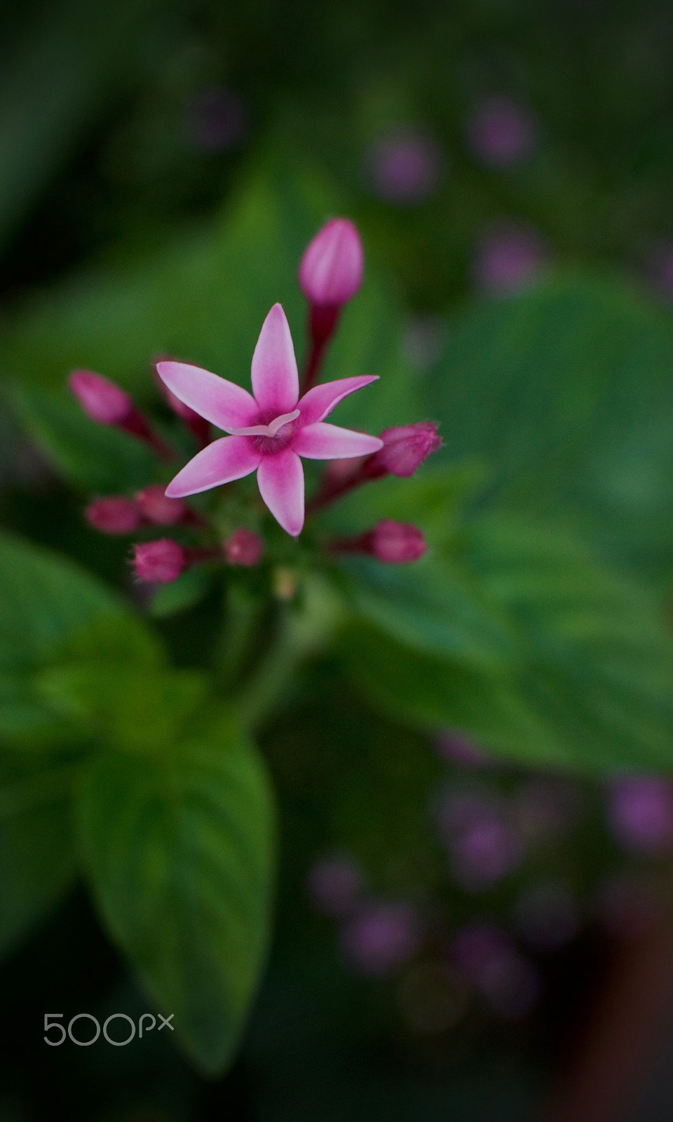 Nikon 1 J2 sample photo. Pentas photography