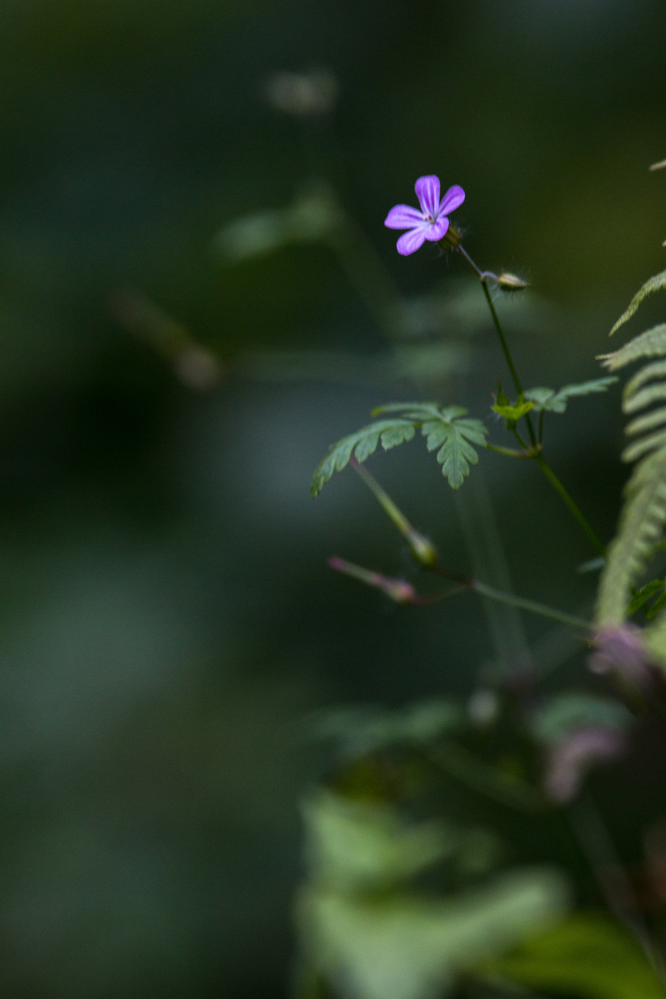 Canon EOS 70D + Canon EF 200mm F2.8L II USM sample photo. Purple haze ii photography