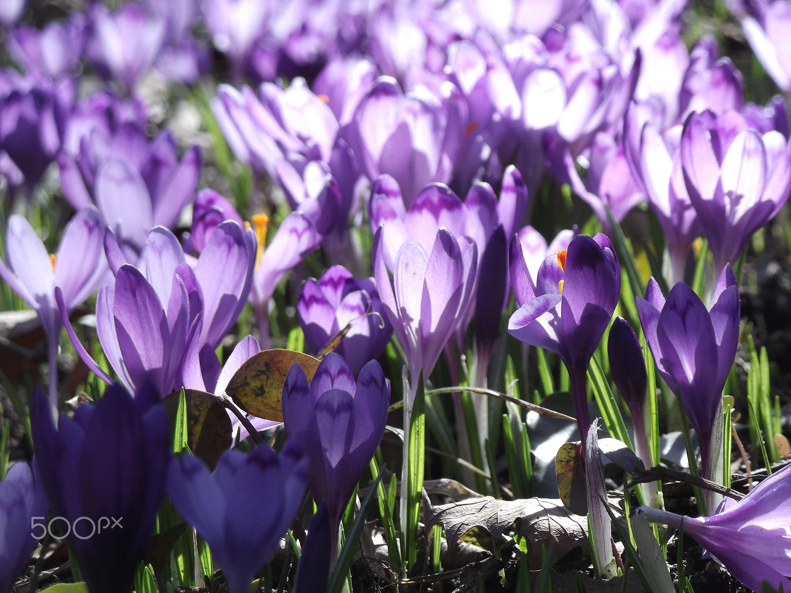 Fujifilm FinePix T310 sample photo. Purple flowers carpet 2 photography