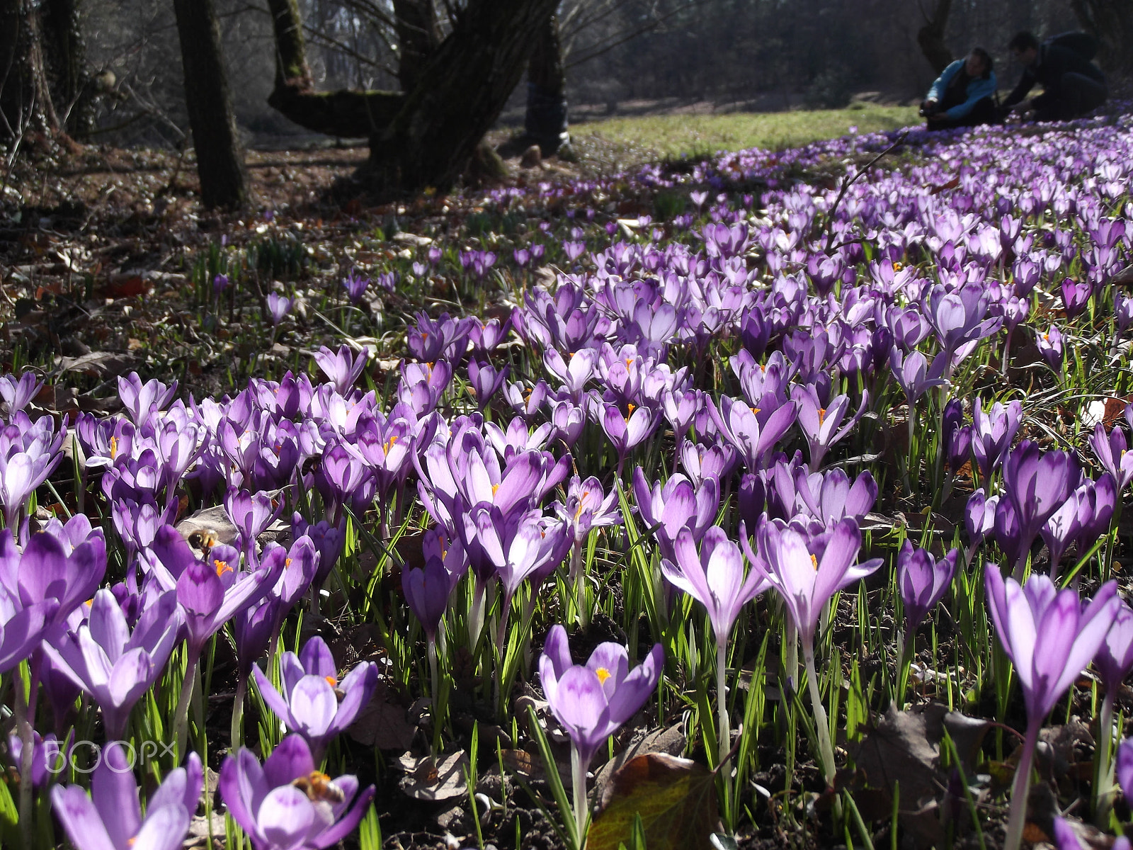 Fujifilm FinePix T310 sample photo. Purple flowers carpet photography