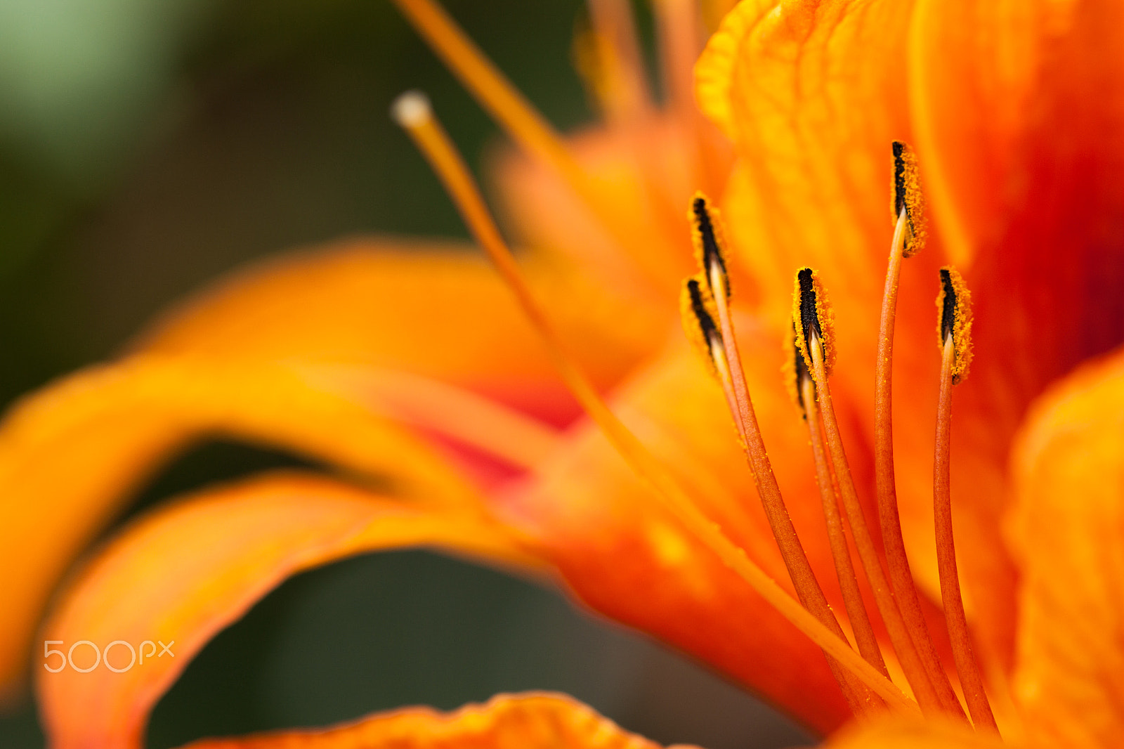 Canon EOS 450D (EOS Rebel XSi / EOS Kiss X2) sample photo. Tiger lily photography