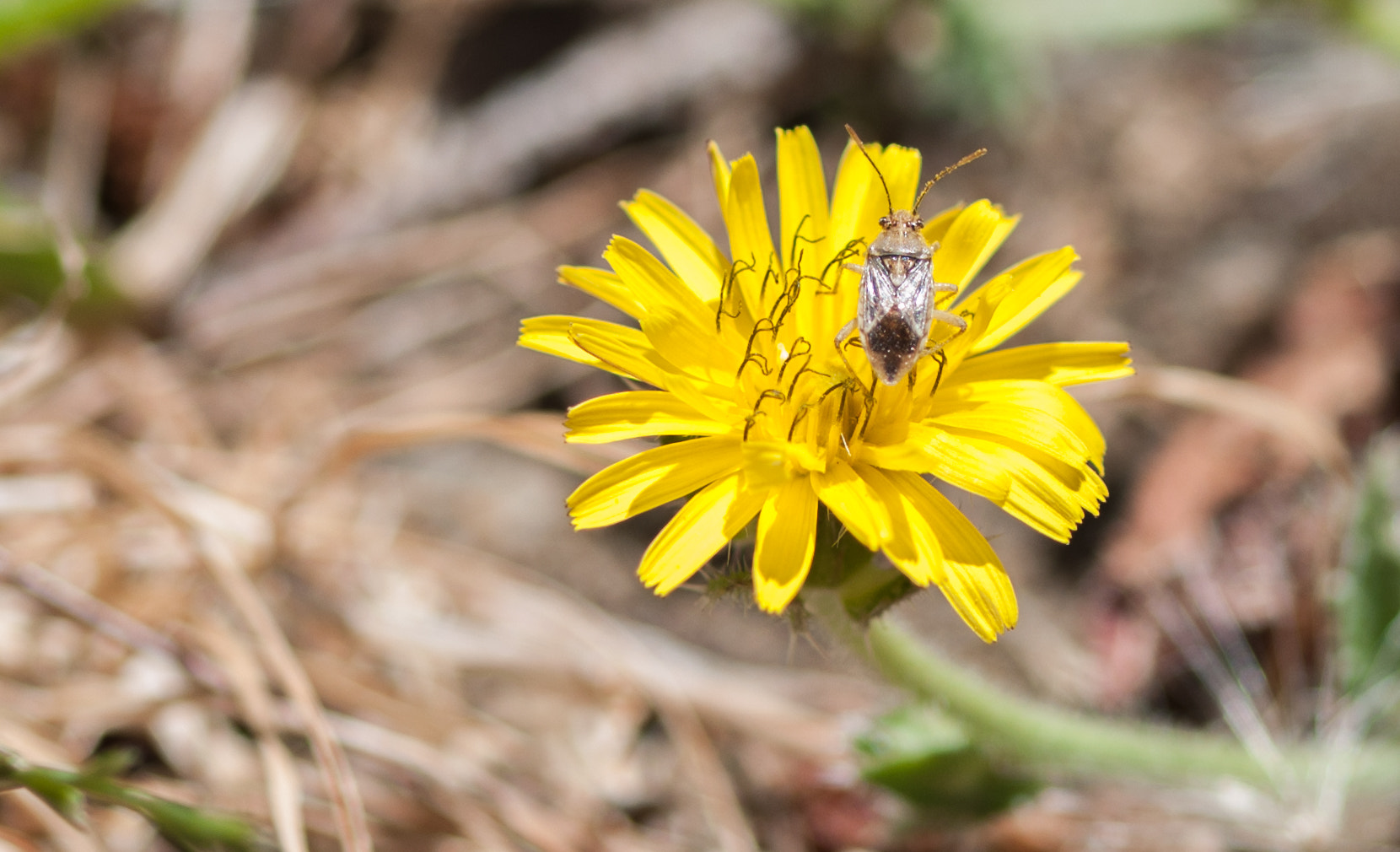 Nikon D90 + Nikon AF Micro-Nikkor 60mm F2.8D sample photo. Dandelion with a fly. photography