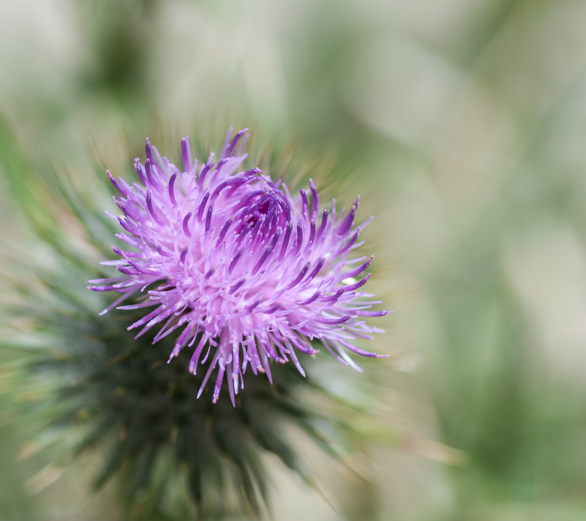 Nikon D90 + Nikon AF Micro-Nikkor 60mm F2.8D sample photo. Purple thistle flower photography