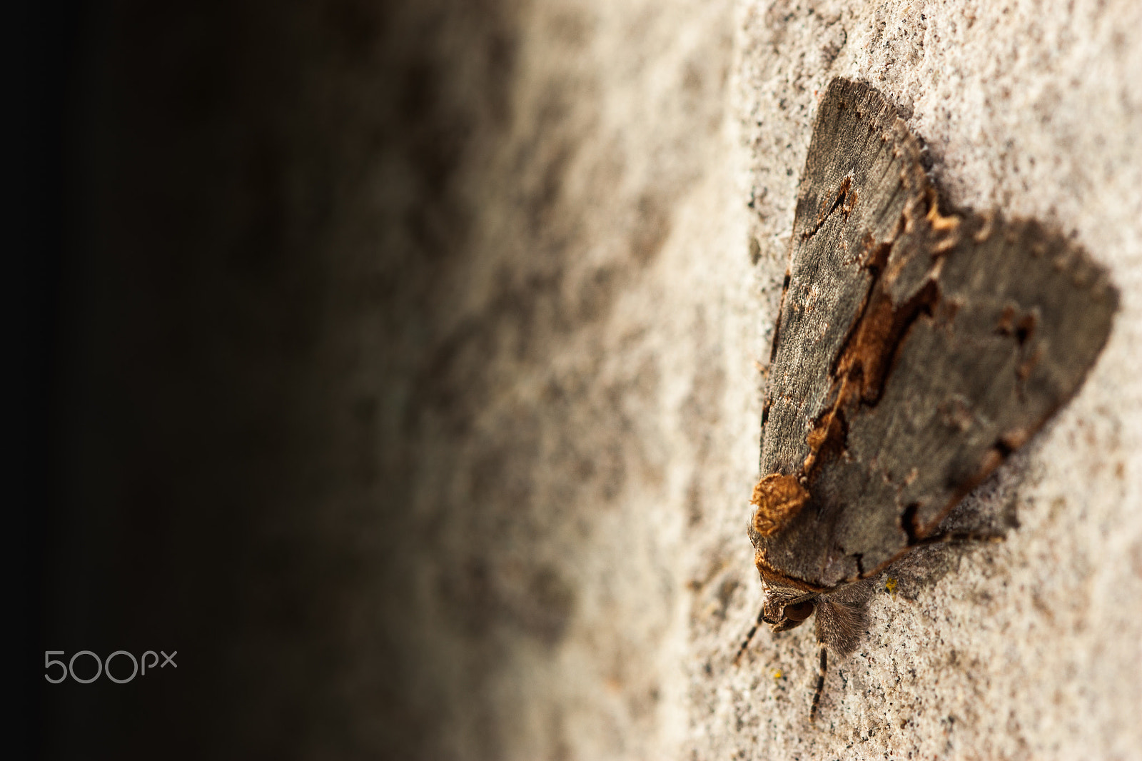 Canon EOS 450D (EOS Rebel XSi / EOS Kiss X2) sample photo. Moth on stone wall photography