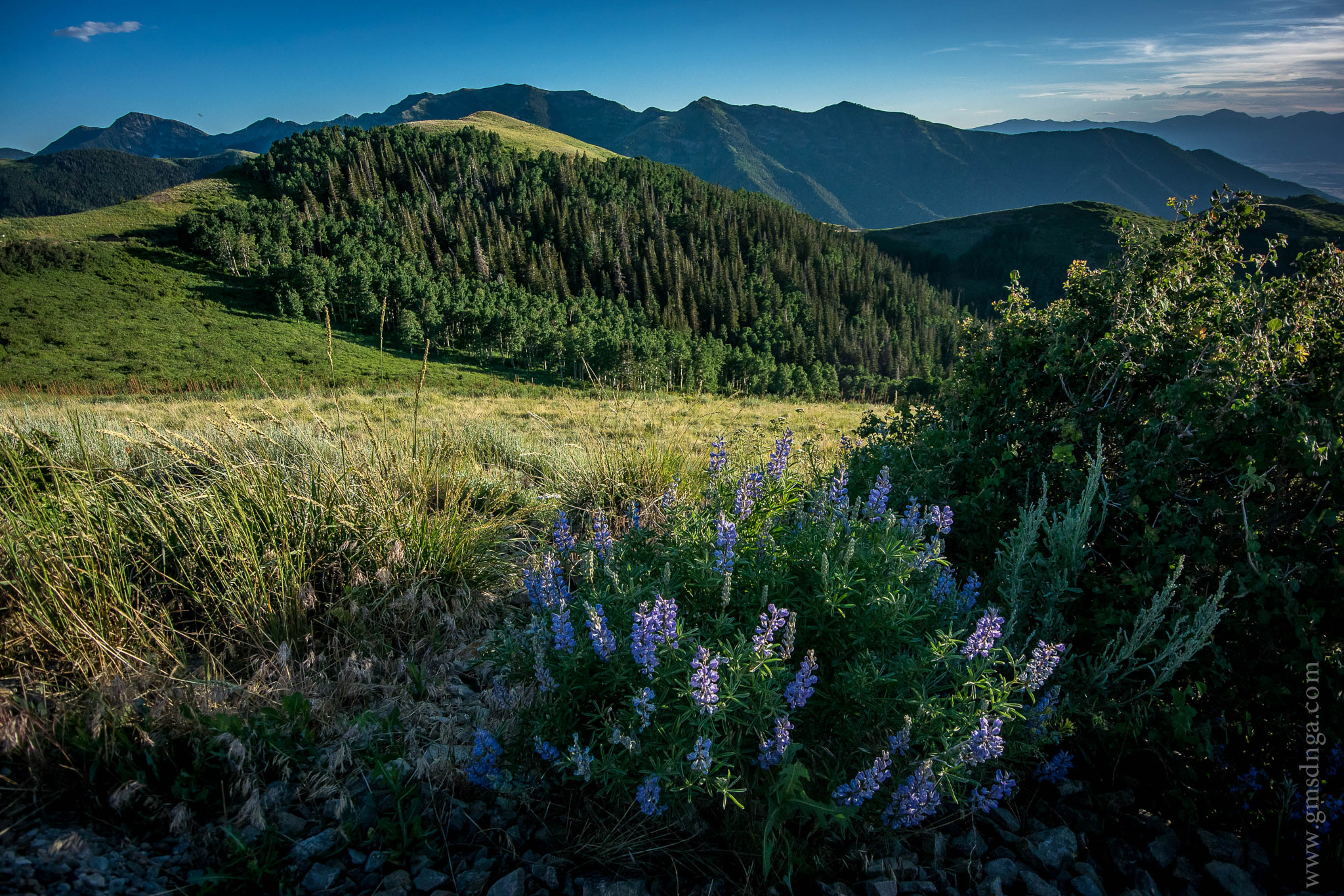 Nikon 1 Nikkor VR 6.7-13mm F3.5-5.6 sample photo. Utah meadow photography