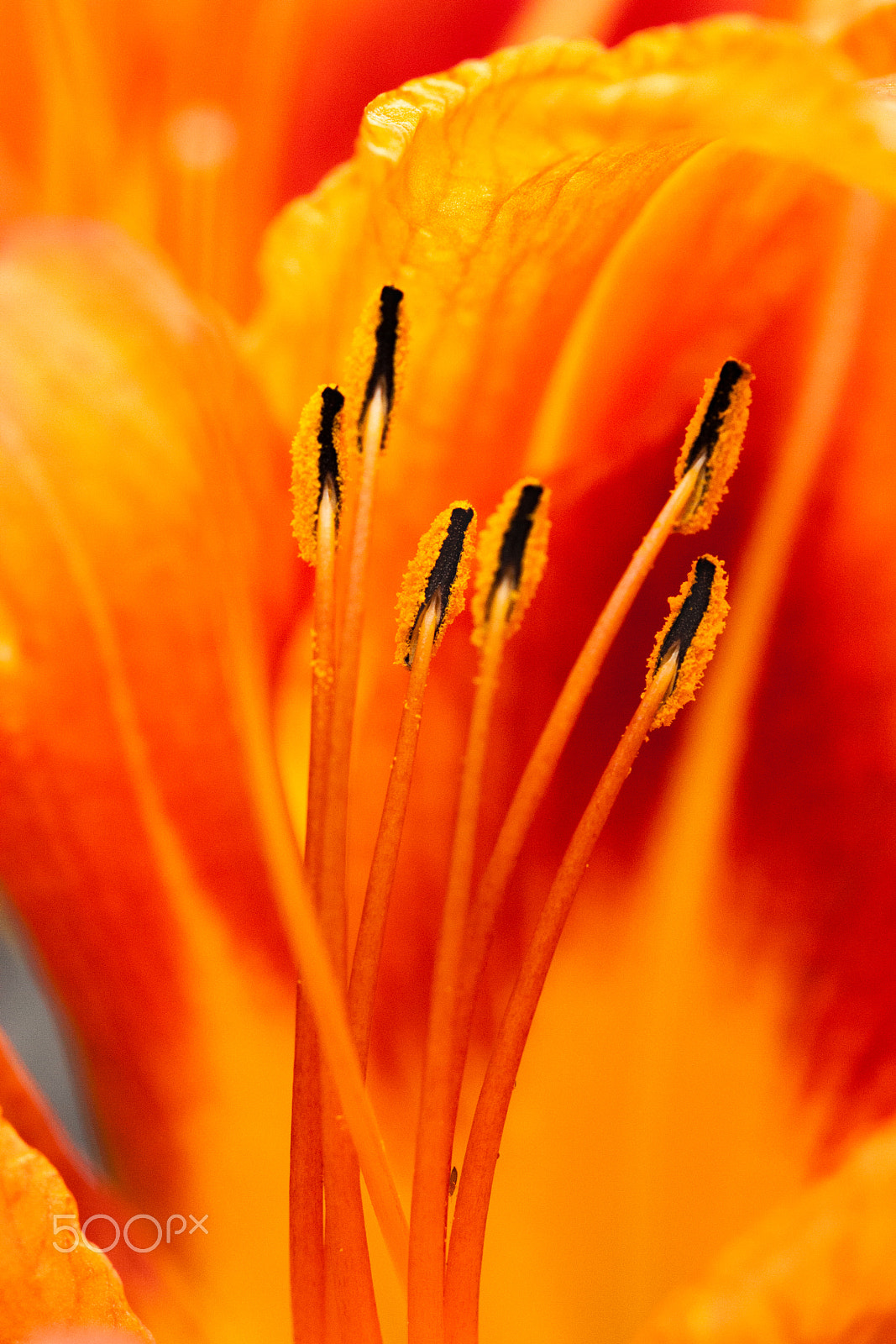 Canon EOS 450D (EOS Rebel XSi / EOS Kiss X2) sample photo. Tiger lily - vibrant orange macro photography
