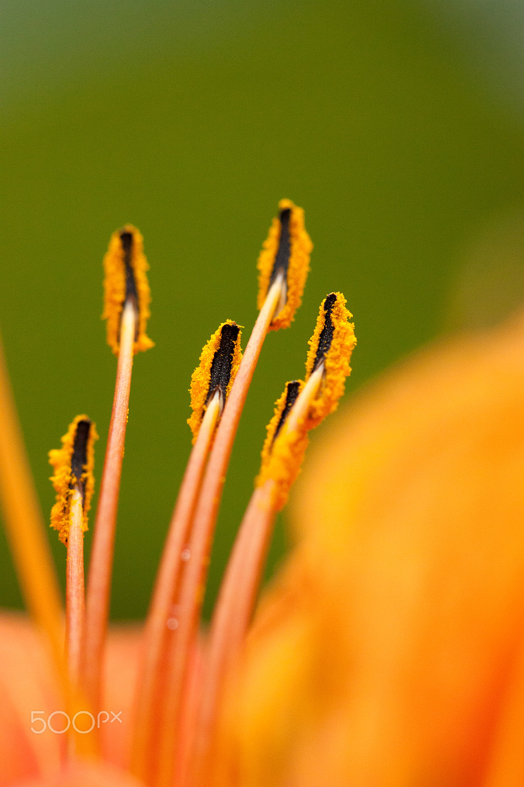 Canon EOS 450D (EOS Rebel XSi / EOS Kiss X2) sample photo. Tiger lily - green background photography