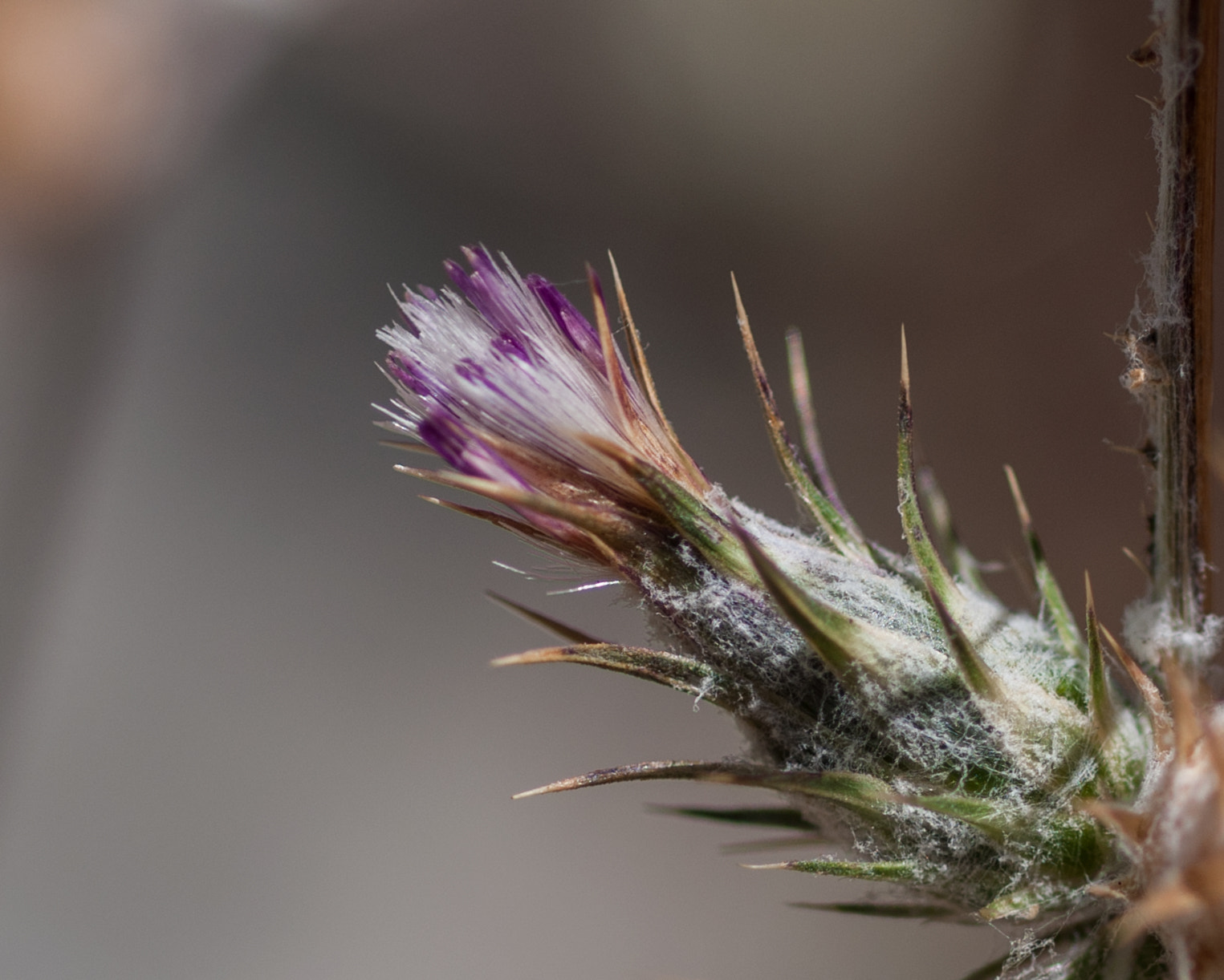 Nikon D90 + Nikon AF Micro-Nikkor 60mm F2.8D sample photo. Thistle flower in my backyard photography