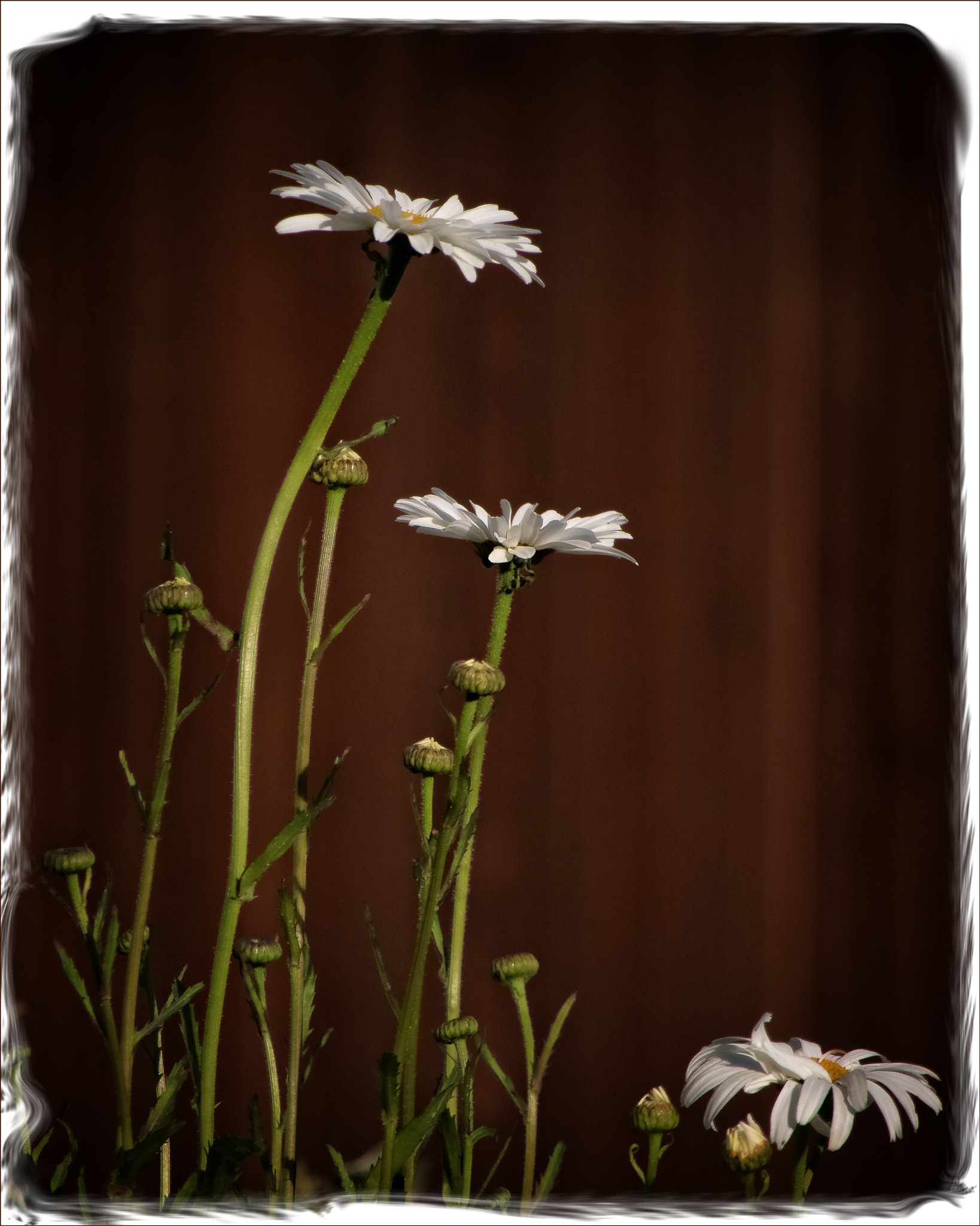 Canon EOS 760D (EOS Rebel T6s / EOS 8000D) sample photo. Daisies in our yard photography