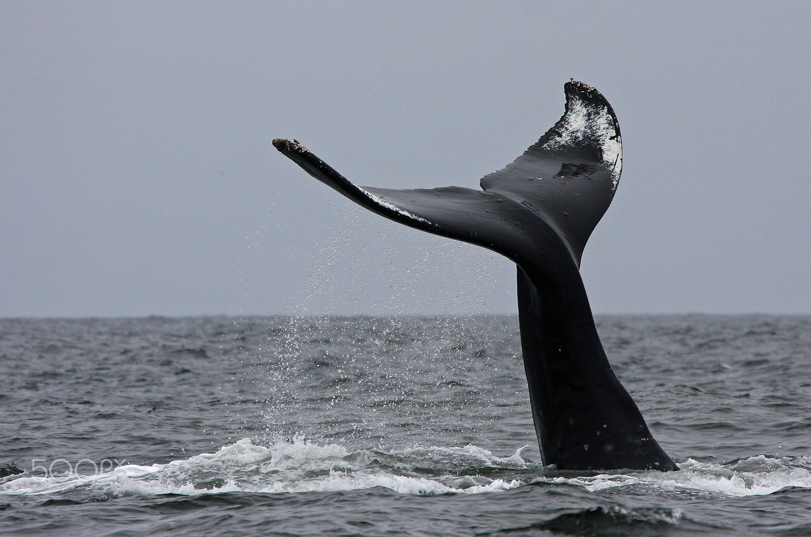 Canon EOS 40D + Canon EF 100-400mm F4.5-5.6L IS USM sample photo. Humpback whale photography