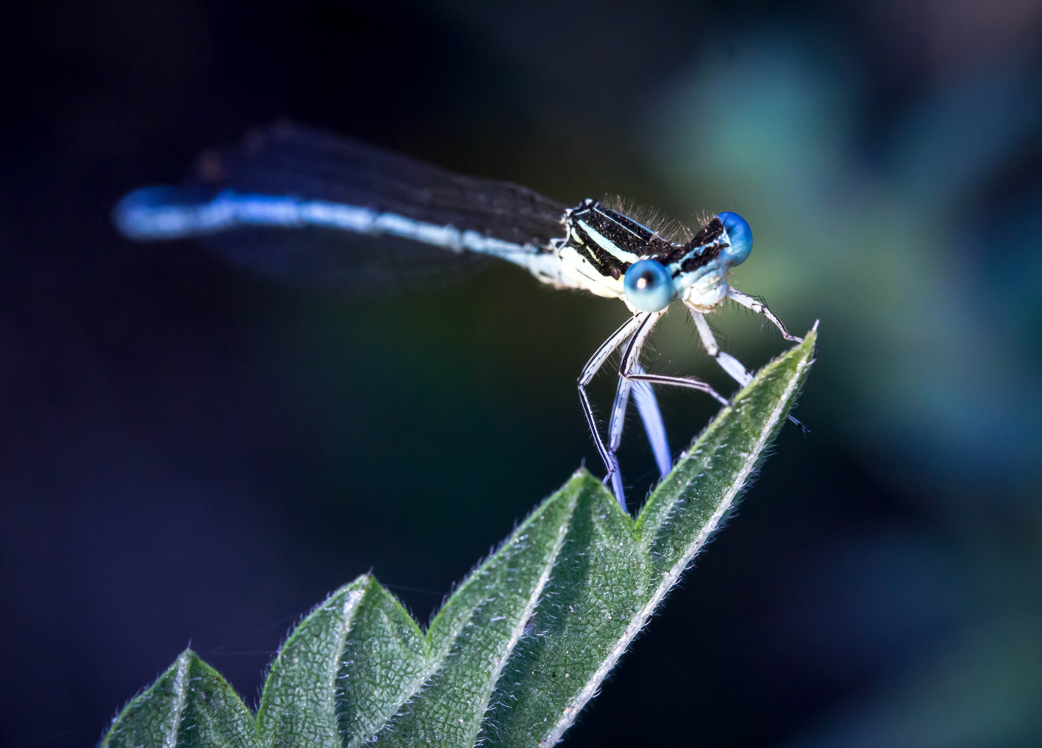 Canon EF-S 60mm F2.8 Macro USM sample photo. Dragonfly photography