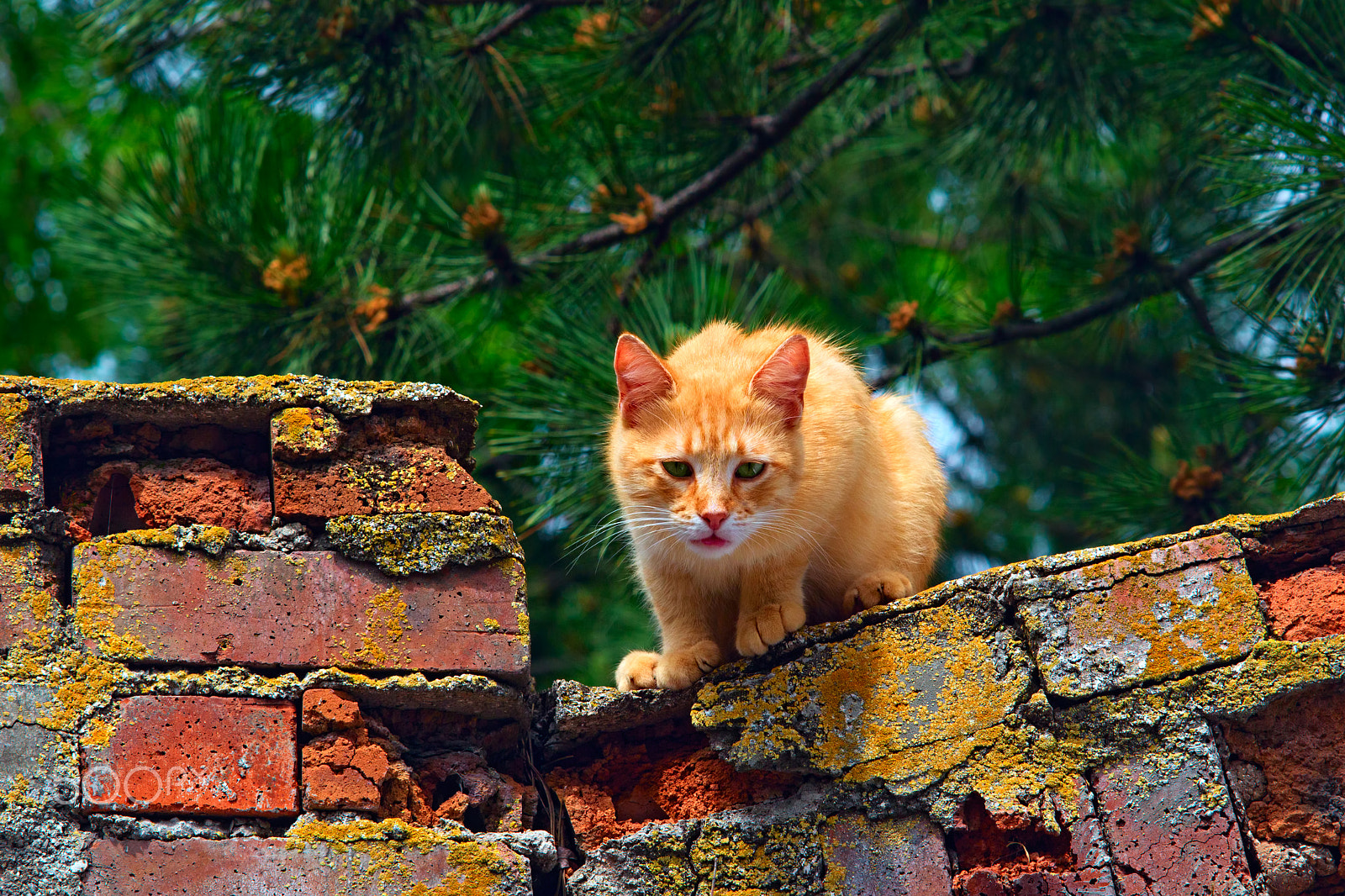 Canon EF 100mm F2.8 Macro USM sample photo. Red cat sitting on brick fence photography