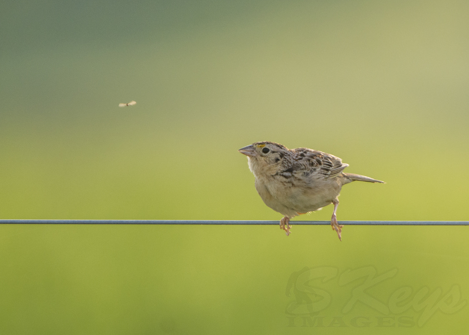 Nikon D7200 + Sigma 500mm F4.5 EX DG HSM sample photo. Early optimism photography