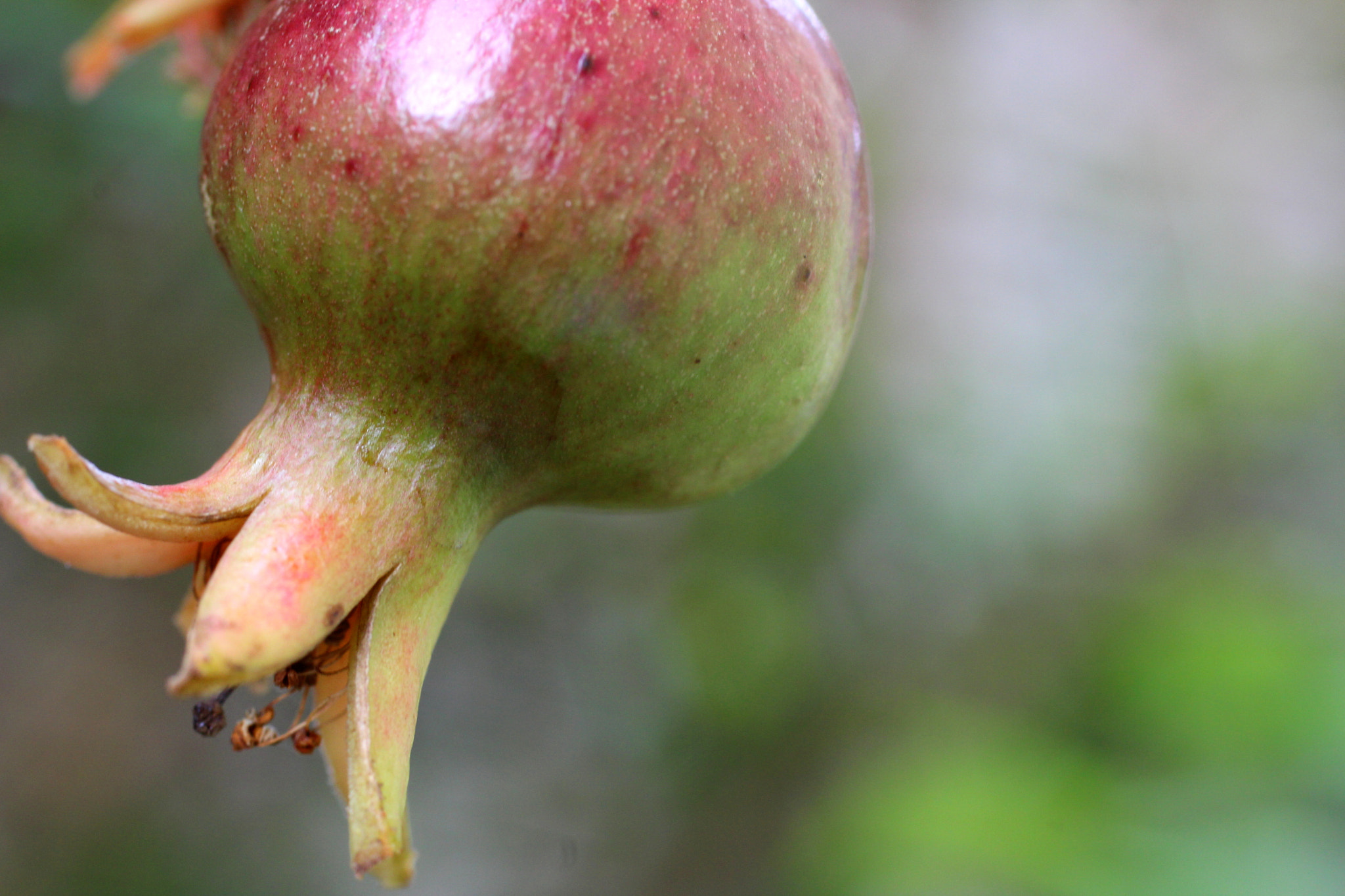 Canon EF 50mm F2.5 Macro sample photo. Red photography