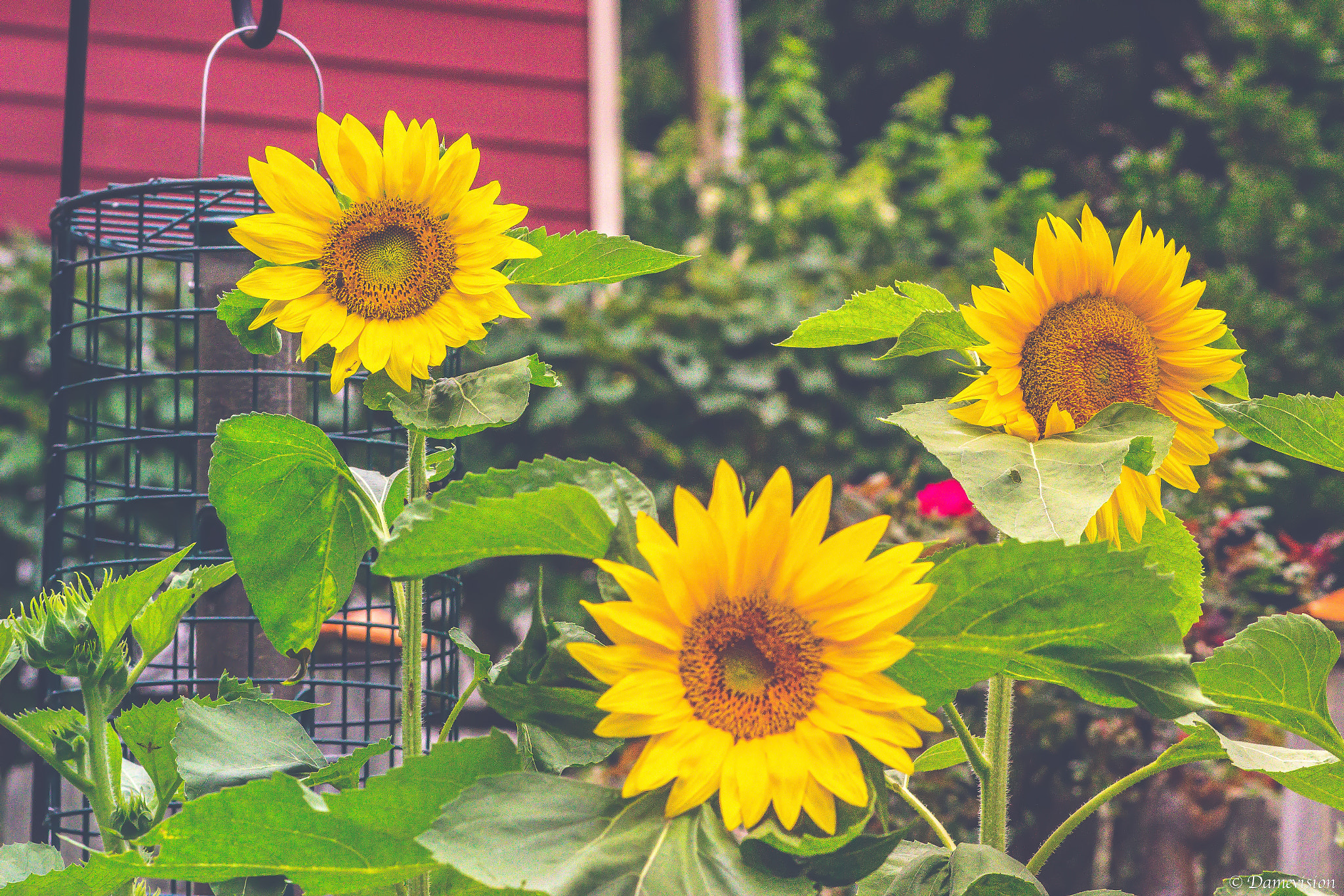 Canon EOS 100D (EOS Rebel SL1 / EOS Kiss X7) + Canon EF 100mm F2.0 USM sample photo. #sunflowers #canon_photos photography