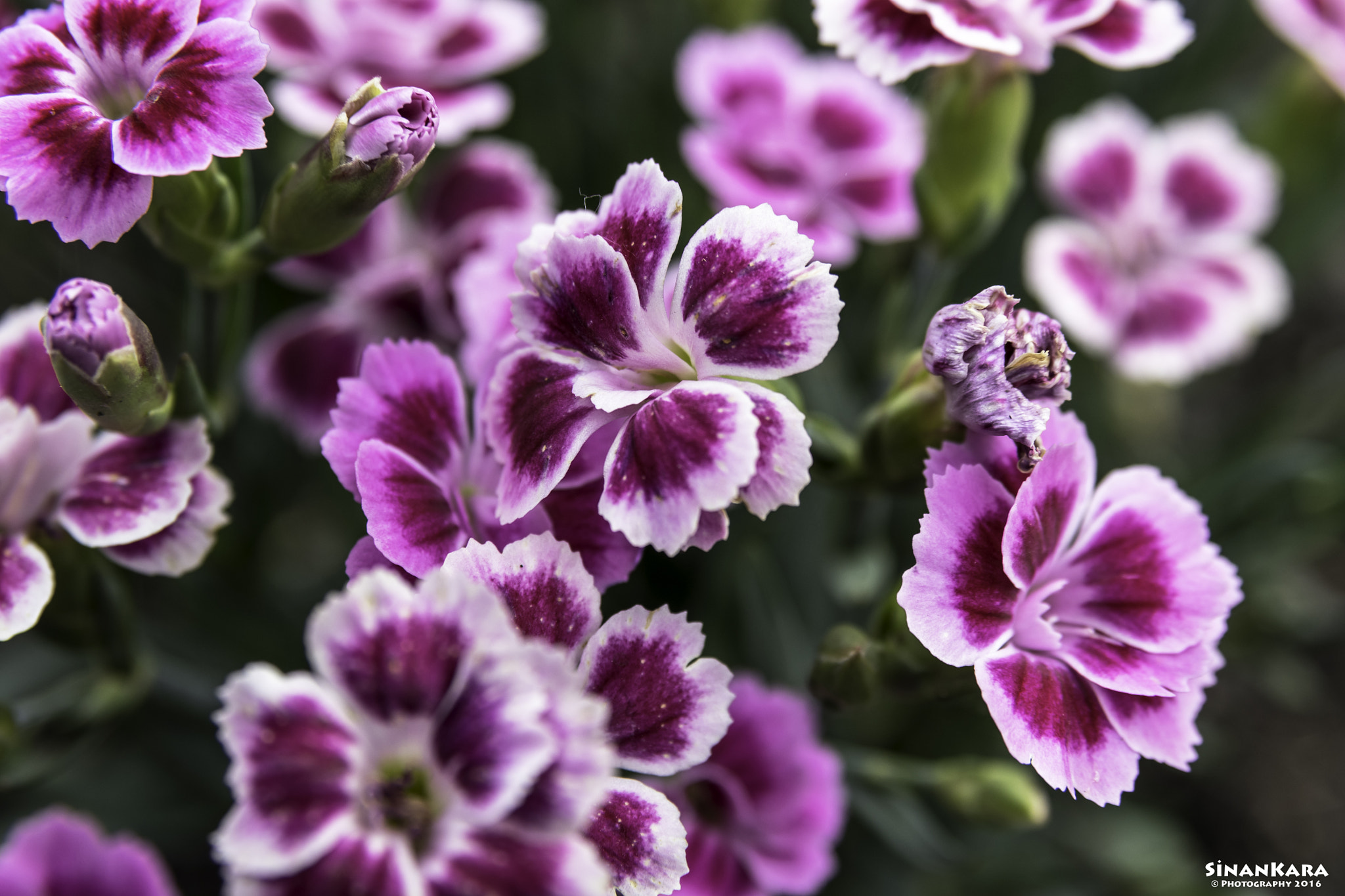 Sigma 17-70mm F2.8-4 DC Macro OS HSM sample photo. Yaz geldi cicekler acti photography