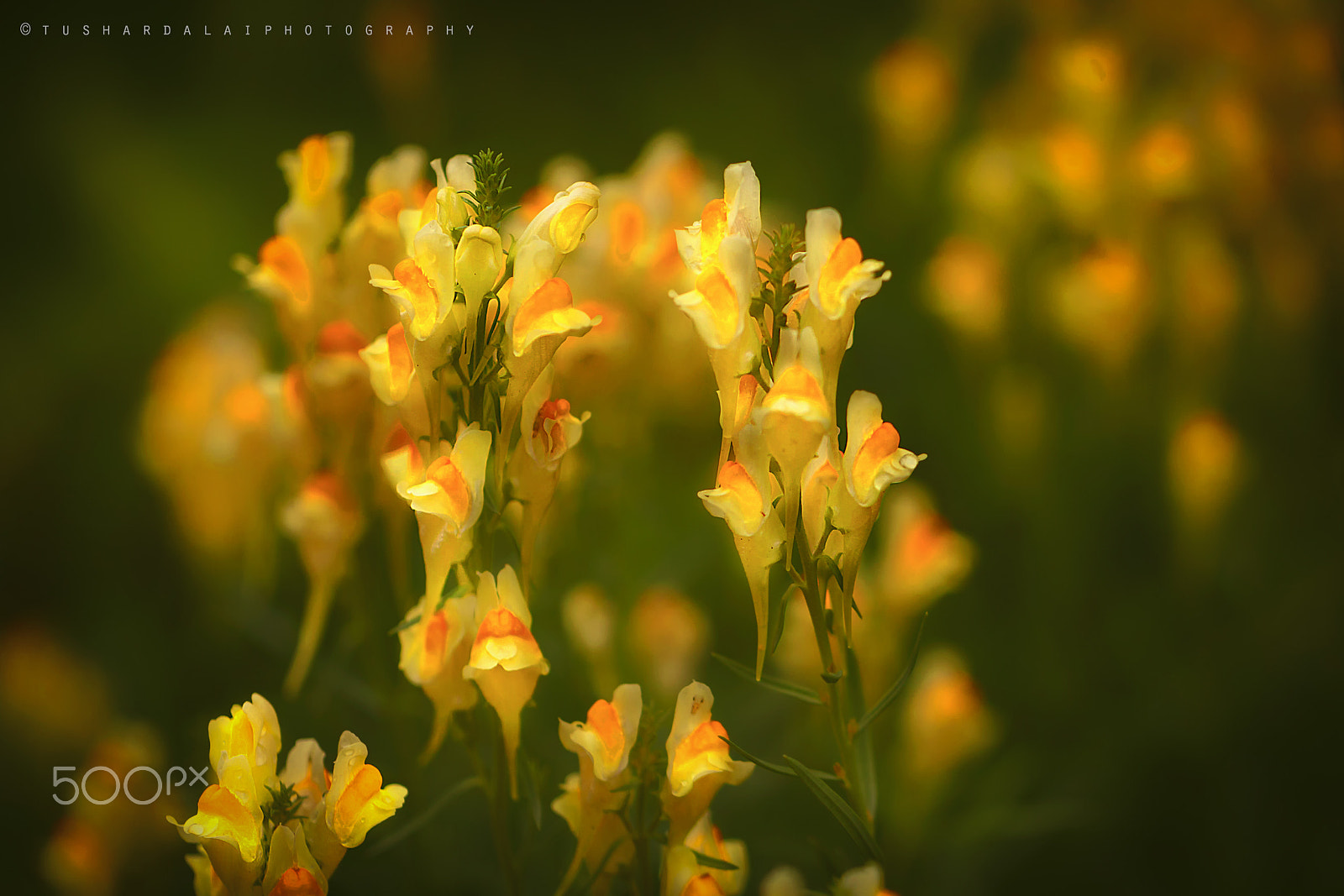 Canon EOS 50D + Canon EF 100mm F2.8L Macro IS USM sample photo. Wild flower photography