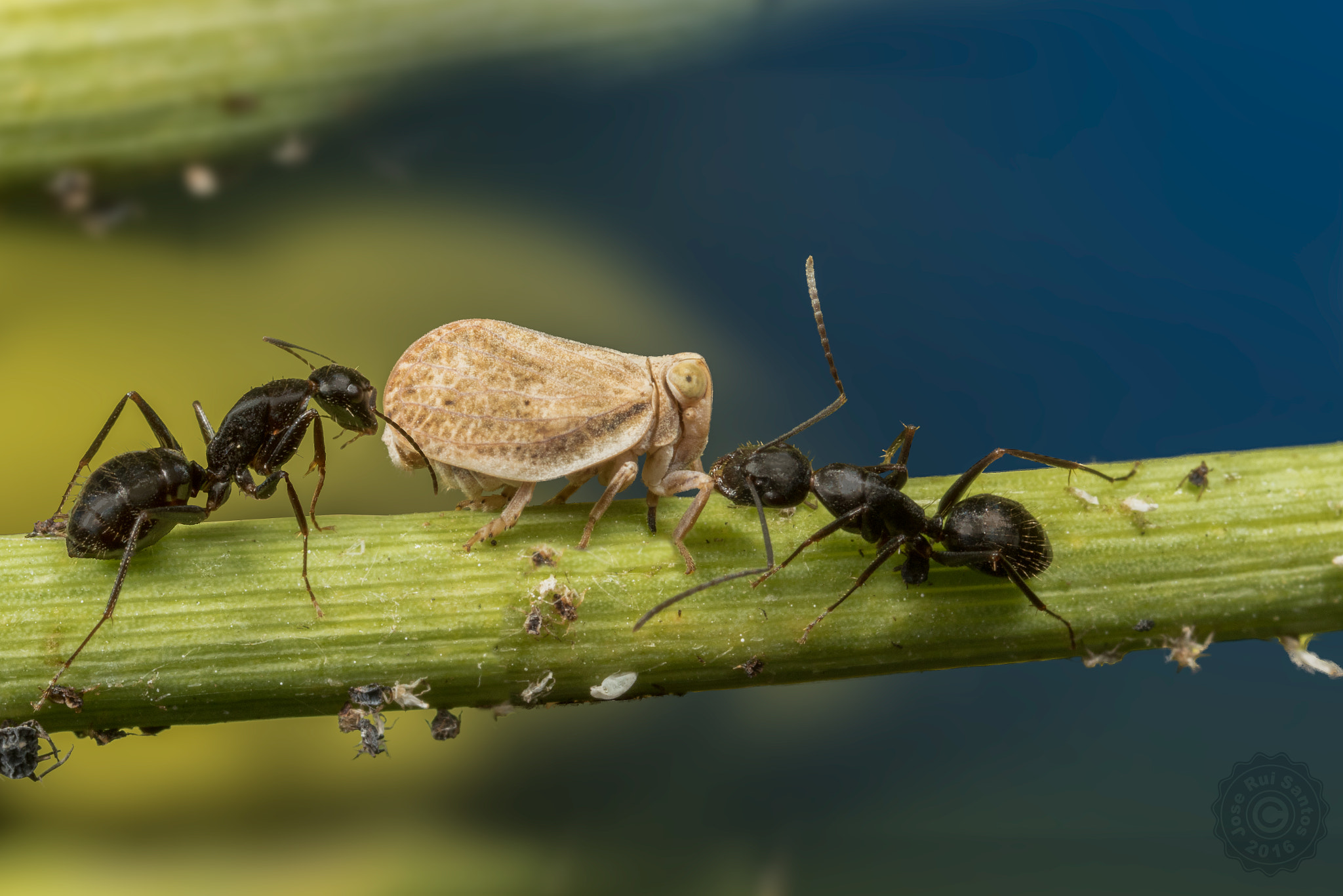 Canon MP-E 65mm F2.5 1-5x Macro Photo sample photo. Give us food. we protect you. photography