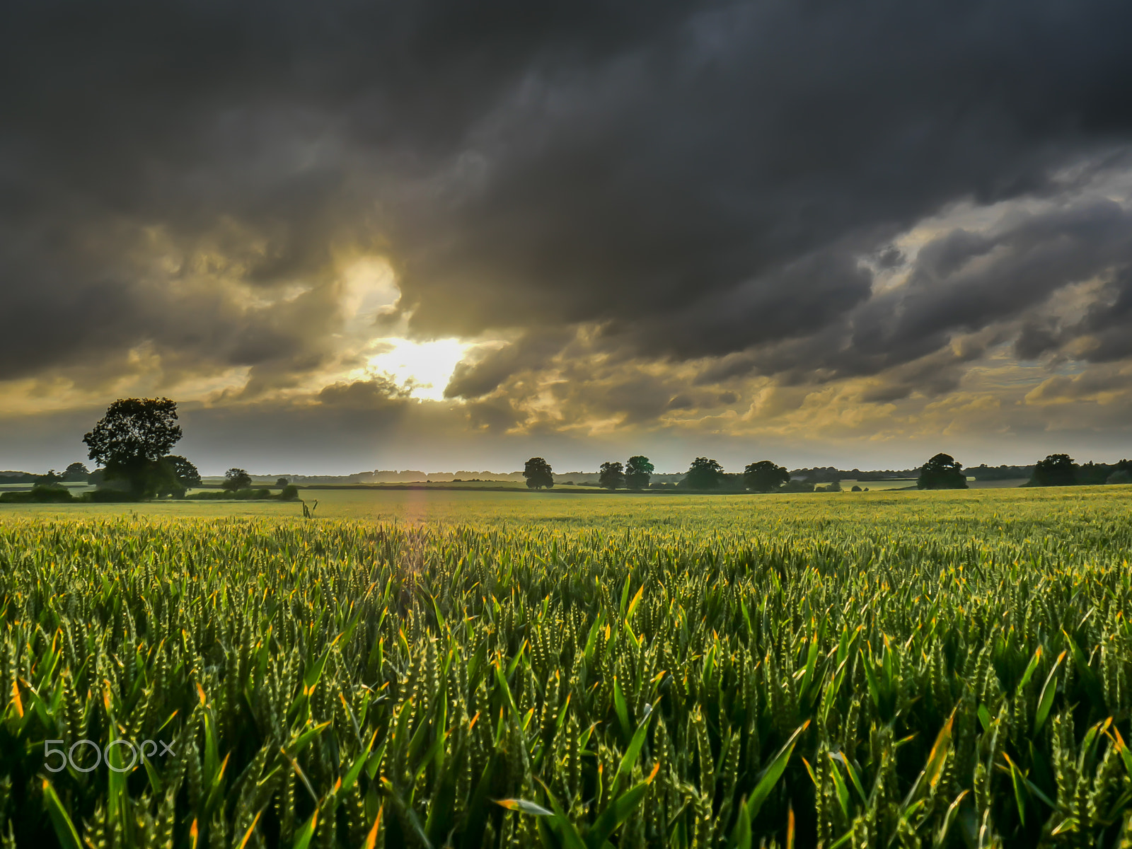 LUMIX G VARIO 14-42/F3.5-5.6 II sample photo. Golden field photography