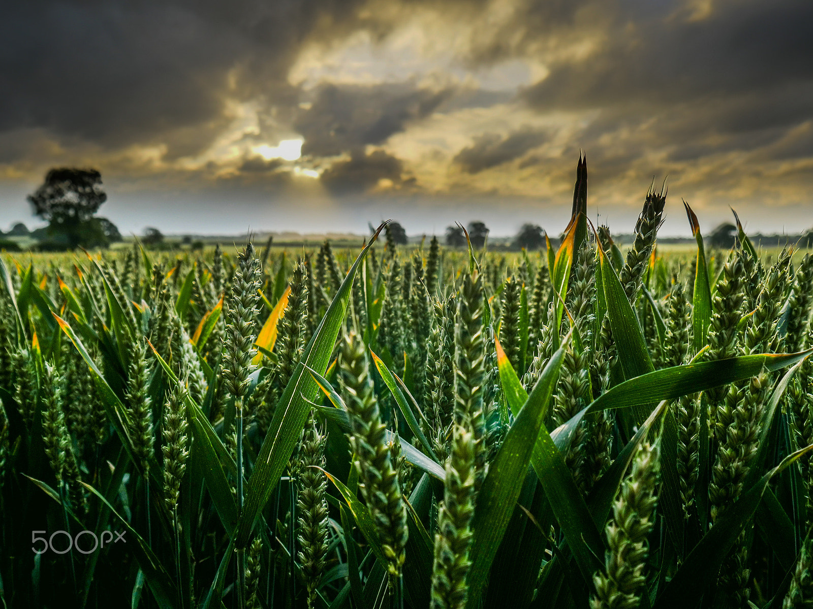 LUMIX G VARIO 14-42/F3.5-5.6 II sample photo. Summer crops photography