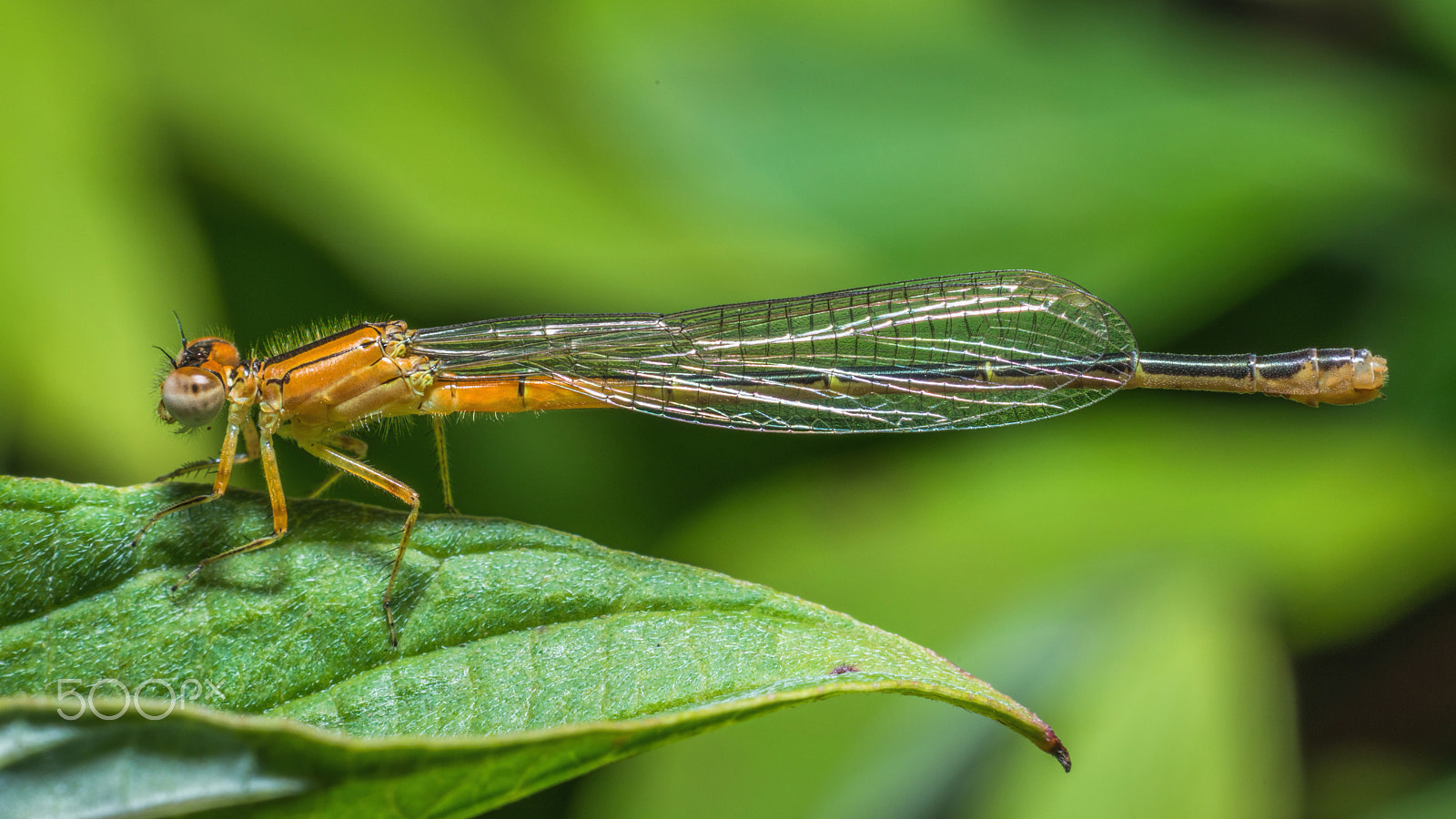 Nikon D800E sample photo. Damselfly photography