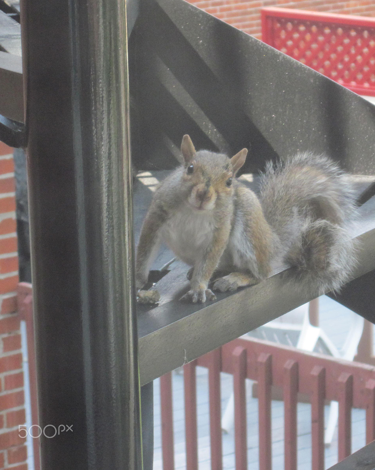 Canon PowerShot SD1300 IS (IXUS 105 / IXY 200F) sample photo. Squirrel sitting on a step photography