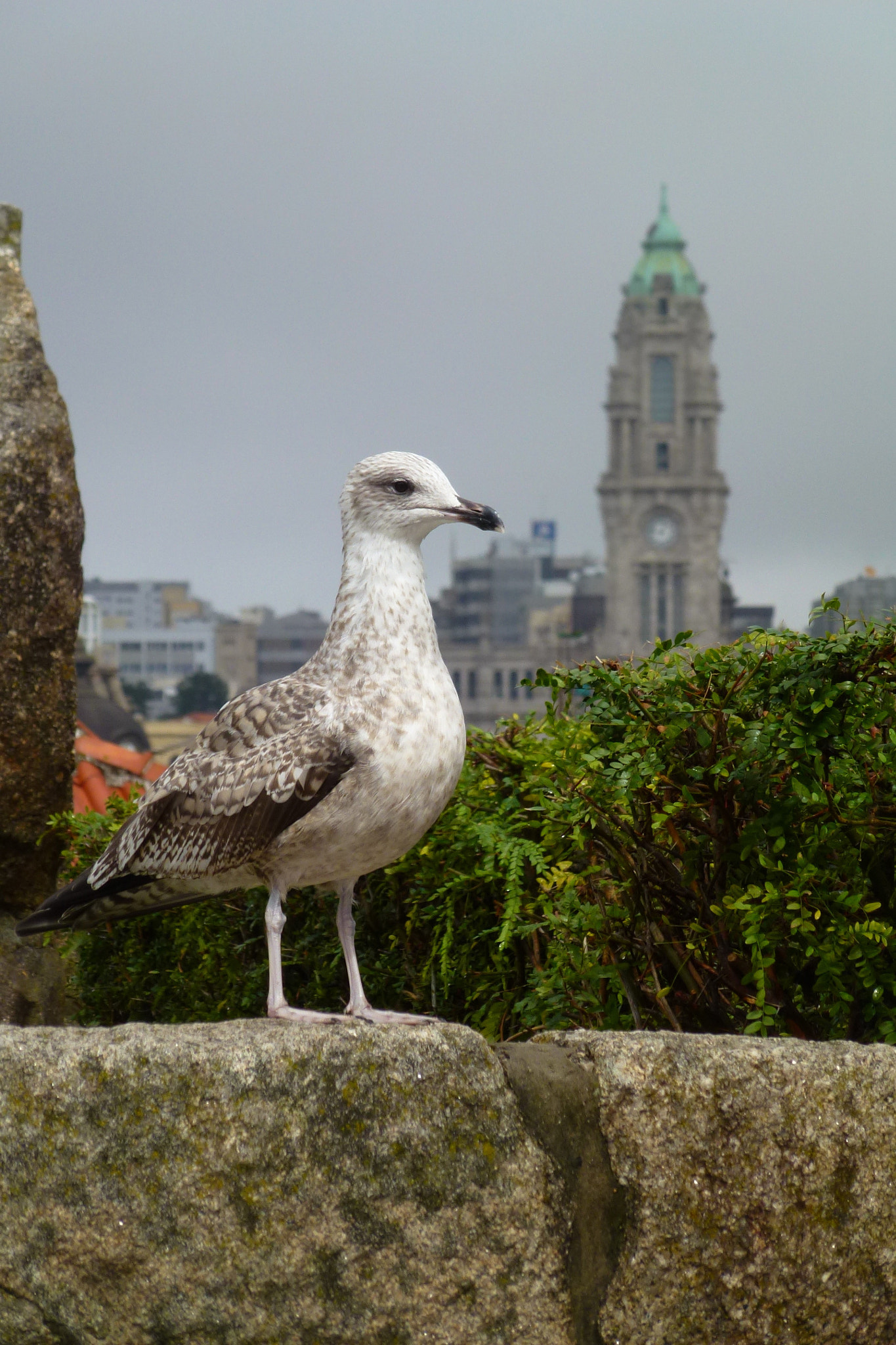 Panasonic DMC-ZS10 sample photo. Porto - lisbon photography