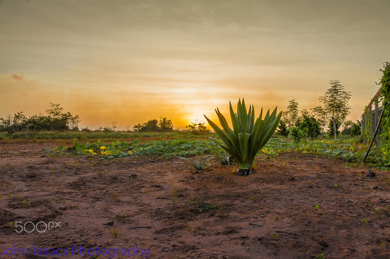 Canon EOS 50D sample photo. Tacama savannah photography
