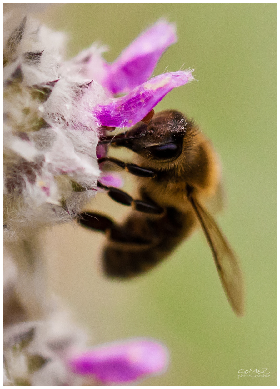 Nikon D200 sample photo. Be a bee photography