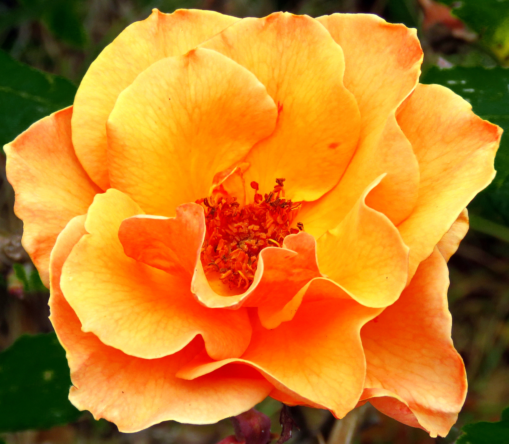 Canon PowerShot SX60 HS sample photo. Gold rose in garden photography
