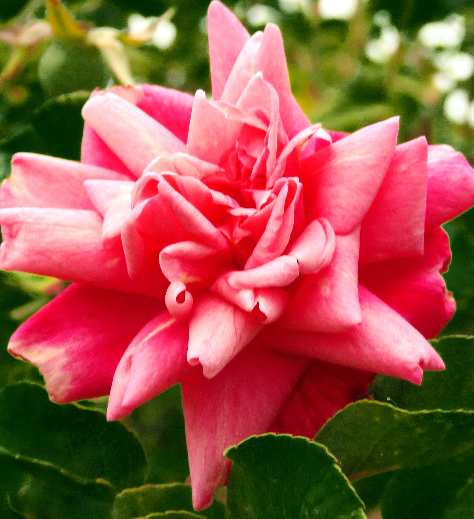 Canon PowerShot SX60 HS + 3.8 - 247.0 mm sample photo. Pink flower in garden photography