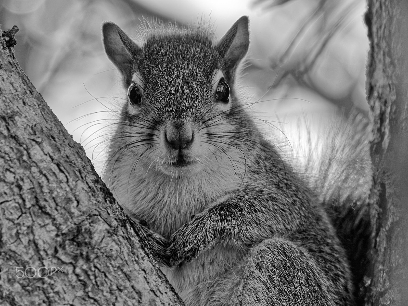 Olympus OM-D E-M10 + Panasonic Lumix G Vario 100-300mm F4-5.6 OIS sample photo. What are you looking at says squirrel photography