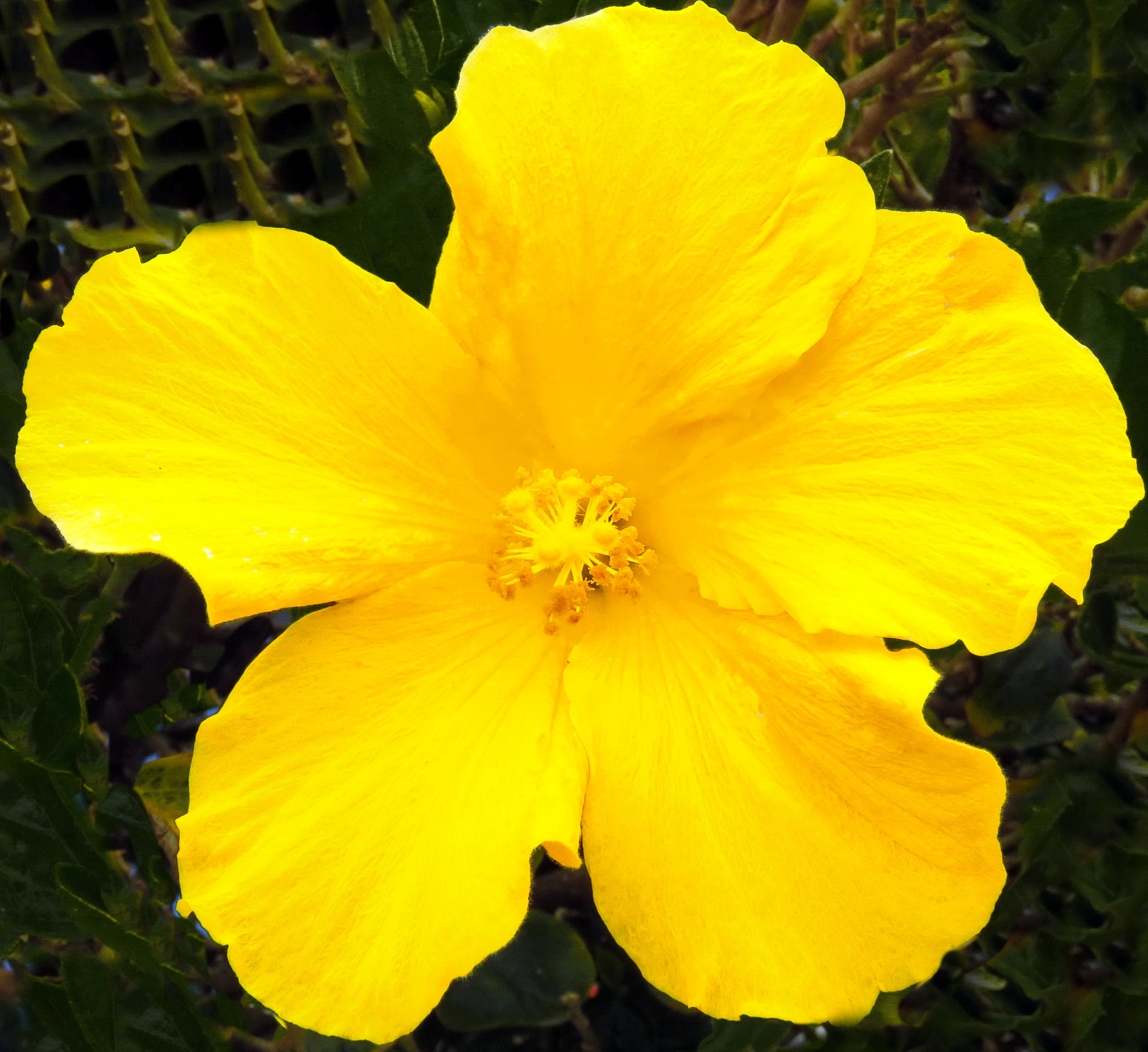 Canon PowerShot SX60 HS + 3.8 - 247.0 mm sample photo. Yellow hibiscus flower in garden photography