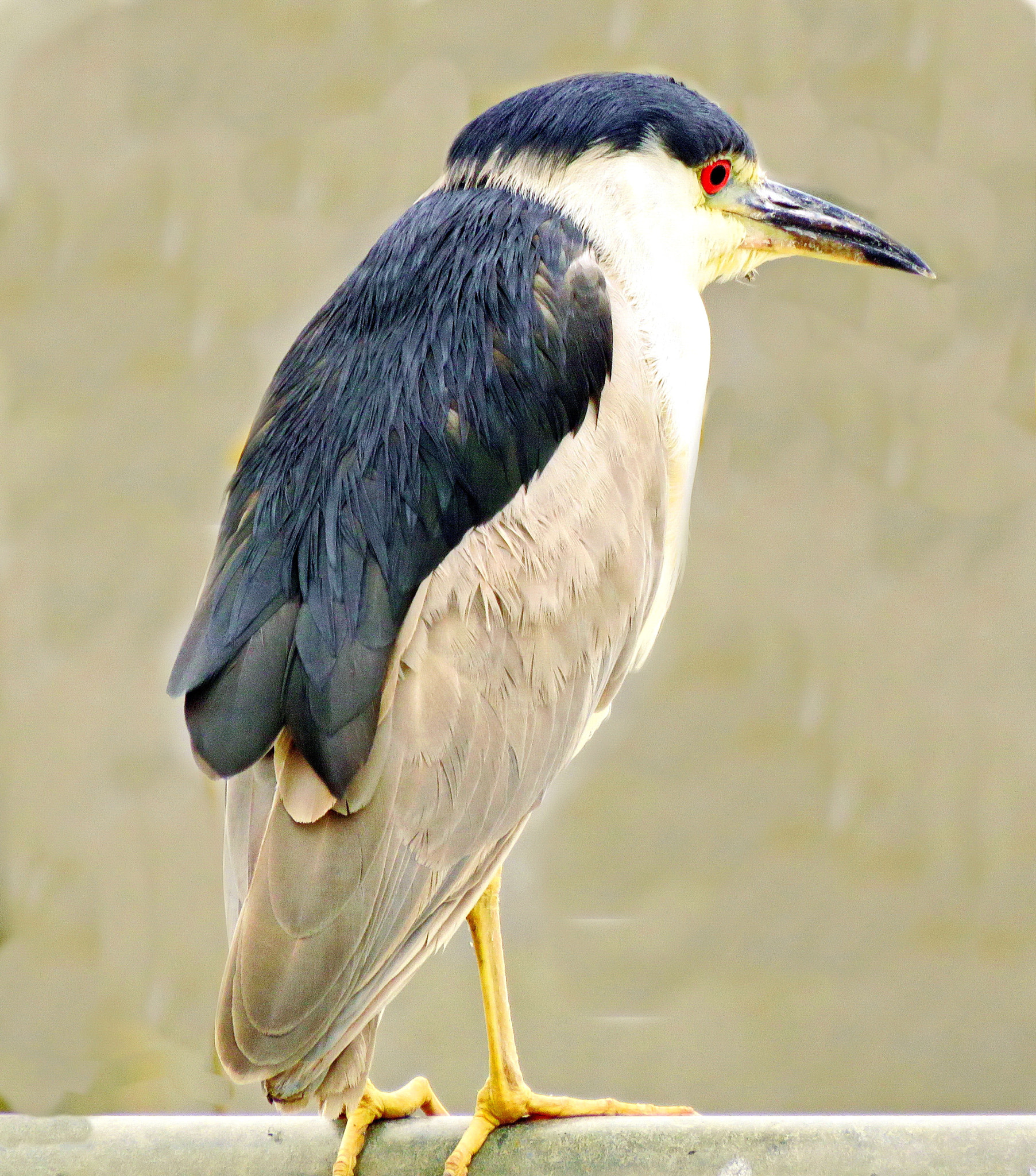 3.8 - 247.0 mm sample photo. Sea bird watching ocean view photography