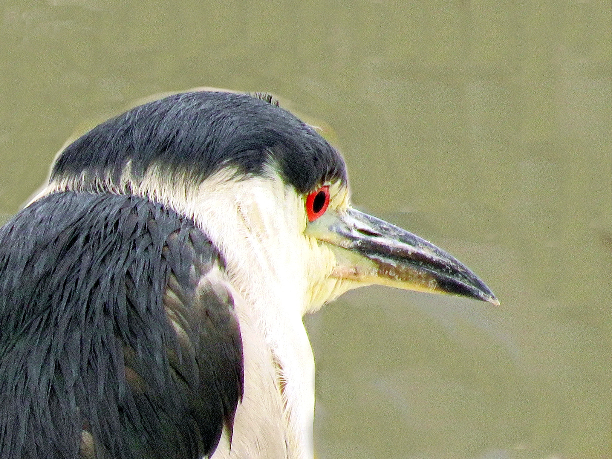 Canon PowerShot SX60 HS sample photo. Portrait sea bird watching ocean view photography