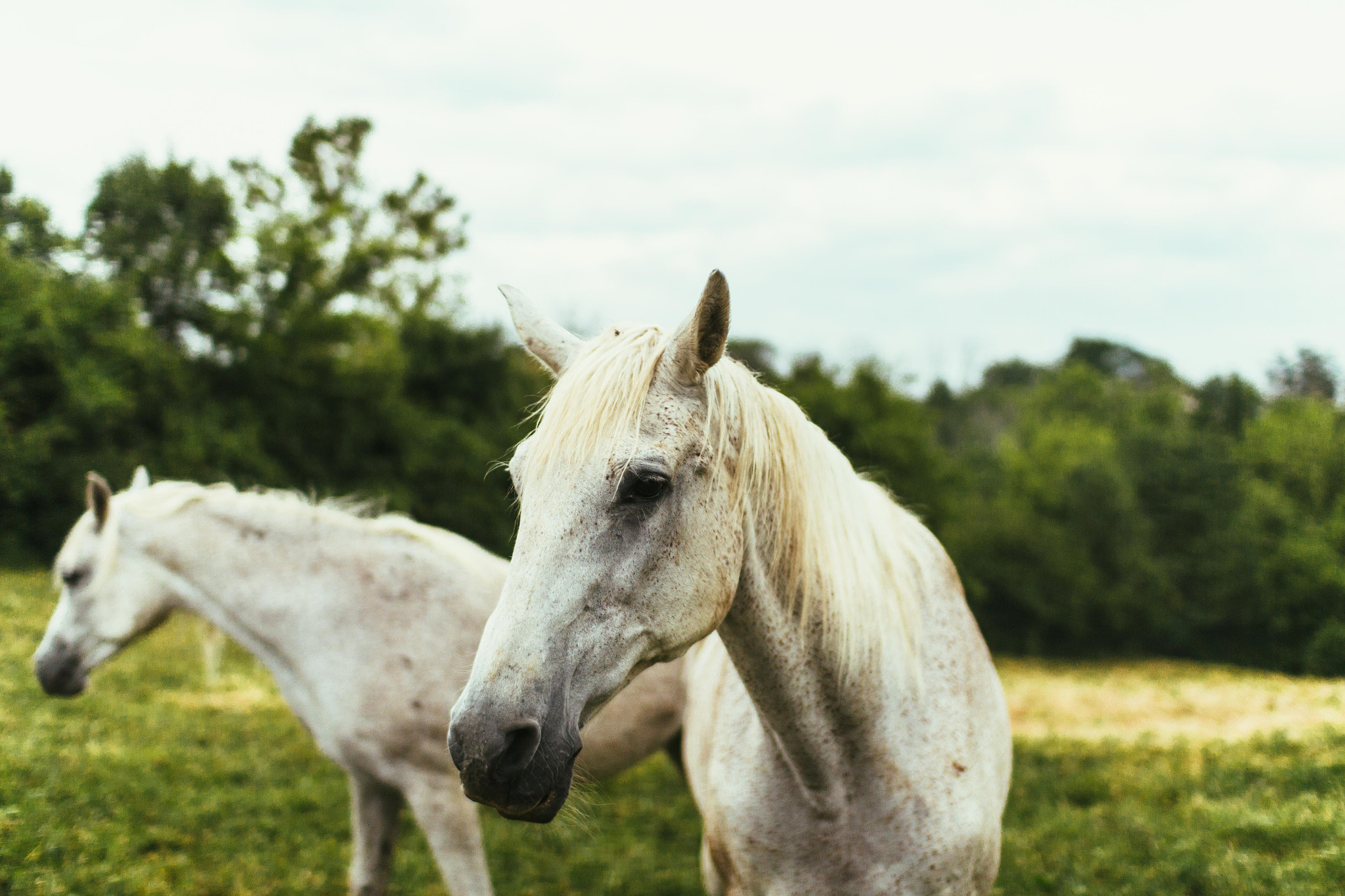 Sigma 30mm F1.4 EX DC HSM sample photo. Horsies photography