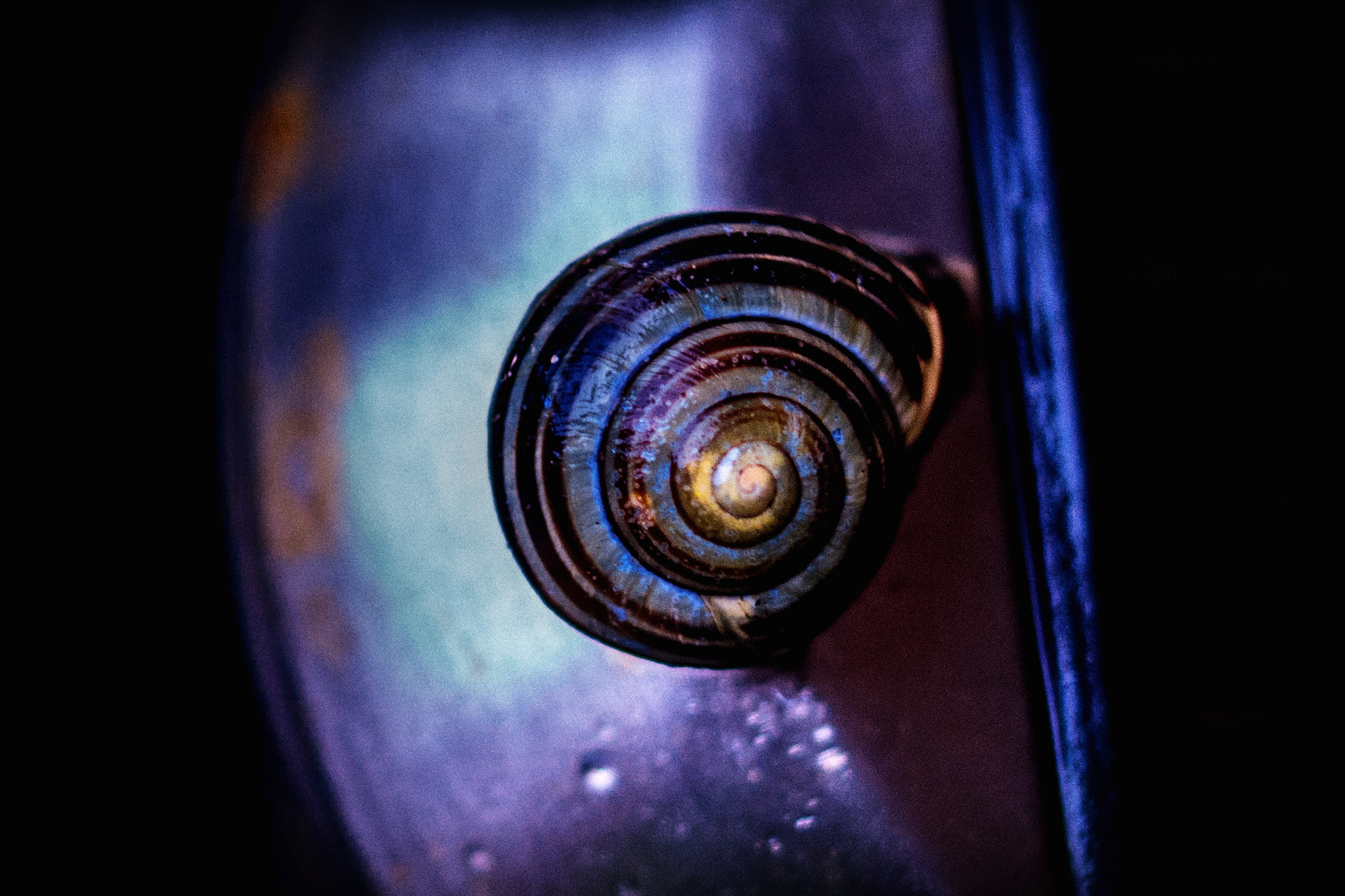 NX 30mm F2 sample photo. Solar snail  photography