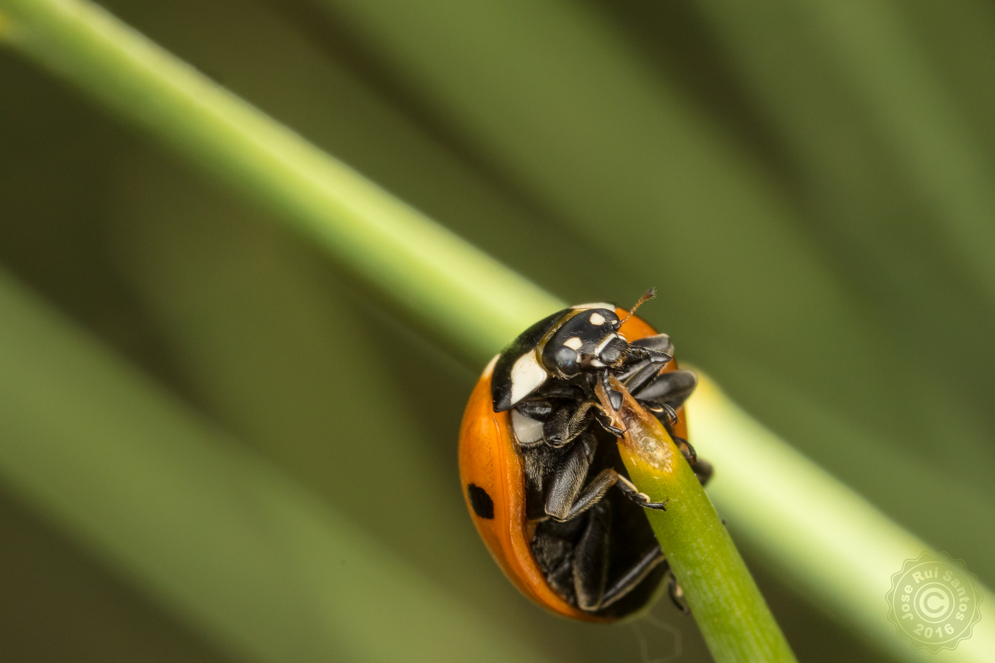 Canon MP-E 65mm F2.5 1-5x Macro Photo sample photo. A dead-end photography